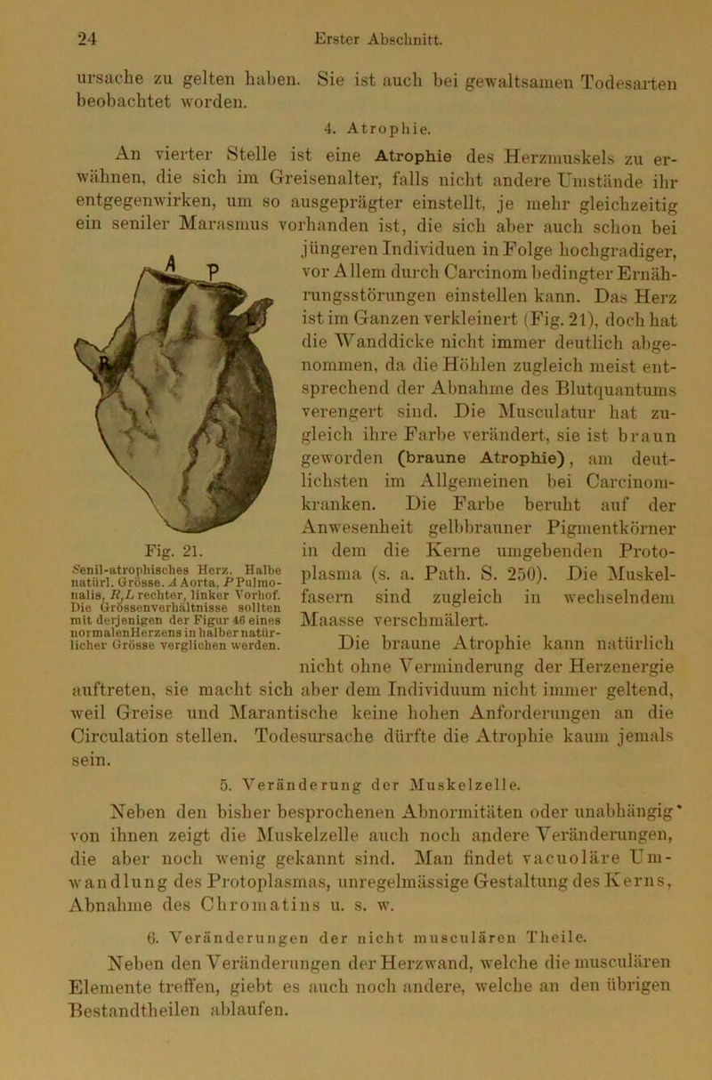 Ursache zu gelten haben. Sie ist auch bei gewaltsamen Todesarten beobachtet worden. 4. Atrophie. An vierter Stelle ist eine Atrophie des Herzmuskels zu er- wähnen, die sich im Greisenalter, falls nicht andere Umstände ihr entgegenwirken, um so ausgeprägter einstellt, je mehr gleichzeitig ein seniler Marasmus vorhanden ist, die sich aber auch schon bei jüngeren Individuen in Folge hochgradiger, vor A llem durch Carcinom bedingter Ernäh- rungsstörungen ein stellen kann. Das Herz ist im Ganzen verkleinert (Fig. 21), doch hat die Wand dicke nicht immer deutlich abge- nommen, da die Höhlen zugleich meist ent- sprechend der Abnahme des Blutquantums verengert sind. Die Musculatur hat zu- gleich ihre Farbe verändert, sie ist braun geworden (braune Atrophie), am deut- lichsten im Allgemeinen bei Carcinom- kranken. Die Farbe beruht auf der Anwesenheit gelbbrauner Pigmentkörner in dem die Kerne umgehenden Proto- plasma (s. a. Patli. S. 250). Die Muskel- fasern sind zugleich in wechselndem Maasse verschmälert Die braune Atrophie kann natürlich nicht ohne Verminderung der Herzenergie auftreten, sie macht sich aber dem Individuum nicht immer geltend, weil Greise und Marantische keine hohen Anforderungen an die Circulation stellen. Todesursache dürfte die Atrophie kaum jemals sein. 5. Veränderung der Muskelzelle. Neben den bisher besprochenen Abnormitäten oder unabhängig’ von ihnen zeigt die Muskelzelle auch noch andere Veränderungen, die aber noch wenig gekannt sind. Man findet vacuoläre Um- wandlung des Protoplasmas, unregelmässige Gestaltung des Kerns, Abnahme des Chromat ins u. s. w. 6. Veränderungen der nicht musculären Theile. Neben den Veränderungen der Herzwand, welche die musculären Elemente treffen, giebt es auch noch andere, welche an den übrigen Bestandtheilen ablaufen. Fig. 21. Senil-atrophisches Herz. Halbe natürl. Grösse. A Aorta, PPulmo- nalis, R,L rechter, linker Vorhof. Die Grössenverbältnisse sollten mit derjenigen der Figur 46 eines normalenHerzens in halber natür- licher Grösse verglichen werden.