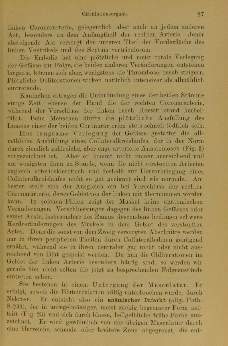 linken Coronararterie, gelegentlich aber auch an jedem anderen Ast, besonders an dem Anfangtheil der rechten Arterie. Jener absteigende Ast versorgt den unteren Theil der Vorderfläche des linken Ventrikels und des Septum vertriculorum. Die Embolie bat eine plötzliche und meist totale Verlegung der Gefässe zur Folge, die beiden anderen Veränderungen entstehen langsam, können sich aber, wenigstens die Thrombose, rasch steigern. Plötzliche Obliterationen wirken natürlich intensiver als allmählich eintretende. Kaninchen ertragen die Unterbindung eines der beiden Stämme einige Zeit, ebenso der Hund die der rechten Coronararterie, während der Verschluss der linken rasch Herzstillstand herbei- führt. Beim Menschen dürfte die plötzliche Ausfüllung des Lumens einer der beiden Coronararterien stets schnell tödtlich sein. Eine langsame Verlegung der Gefässe gestattet die all- mähliche Ausbildung eines Collateralkreislaufes, der in der Norm durch ziemlich zahlreiche, aber enge arterielle Anastomosen (Fig. 3) vorgezeichnet ist. Aber er kommt nicht immer ausreichend und am wenigsten dann zu Stande, wenn die nicht verstopften Arterien zugleich arteriosklerotisch und deshalb zur Hervorbringung eines Collateralkreislaufes nicht so gut geeignet sind wie normale. Am besten stellt sich der Ausgleich ein bei Verschluss der rechten Coronararterie, deren Gebiet von der linken mit übernommen werden kann. In solchen Fällen zeigt der Muskel keine anatomischen Veränderungen. Verschliessungen dagegen des linken Gefässes oder seiner Aeste, insbesondere des Ramus descendens bedingen schwere Herdveränderungen des Muskels in dem Gebiet des verstopften Astes. Denn die sonst von dem Zweig versorgten Abschnitte werden nur in ihren peripheren Theilen durch Collateralbahnen genügend ernährt, während sie in ihren centralen gar nicht oder nicht aus- reichend von Blut gespeist werden. Da nun die Obliterationen im Gebiet der linken Arterie besonders häufig sind, so werden wir gerade hier nicht selten die jetzt zu besprechenden Folgezustände eintreten sehen. Sie bestehen in einem Untergang der Musculatur. Er erfolgt, soweit die Blutcirculation völlig unterbrochen wurde, durch Nekrose. Er entsteht also ein anämischer Infarkt (allg. Path. S. 236), der in unregelmässiger, meist zackig begrenzter Form auf- tritt (Fig. 23) und sich durch blasse, hellgelbliche trübe Farbe aus- zeichnet. Er wird gewöhnlich von der übrigen Musculatur durch eine blutreiche, schmale oder breitere Zone ahgegrenzt, die ent-