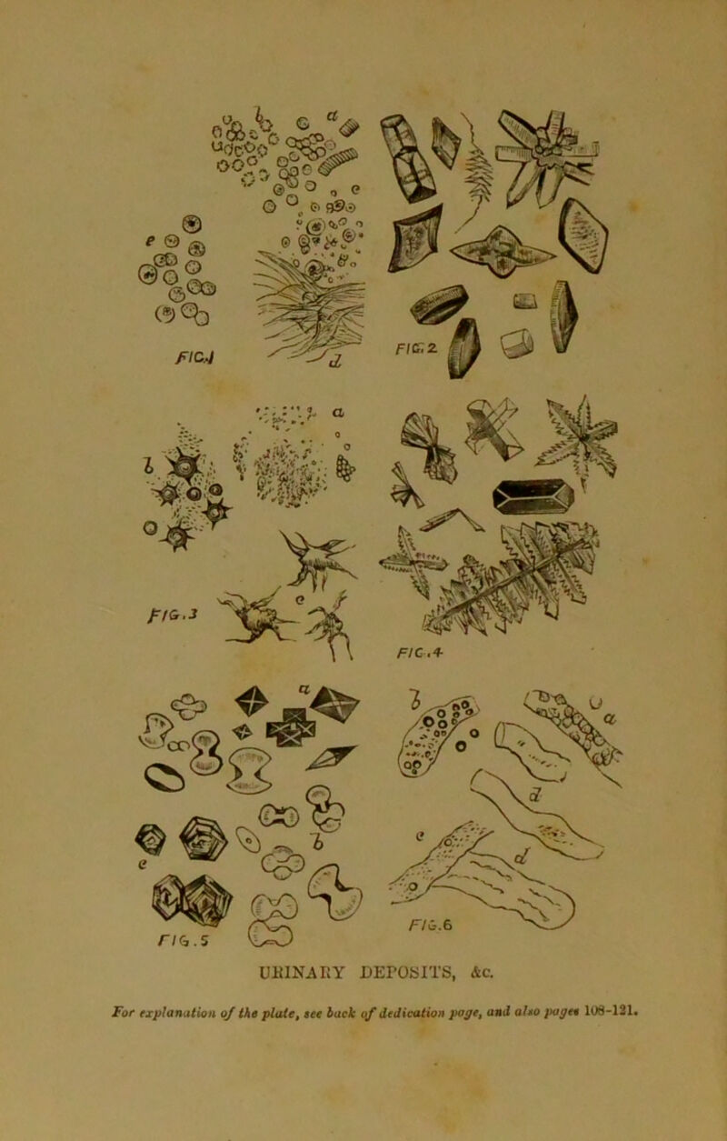 UBINARY DEPOSITS, &c. For explanation oj the plate, see back of dedication pope, and also pages 108-121.