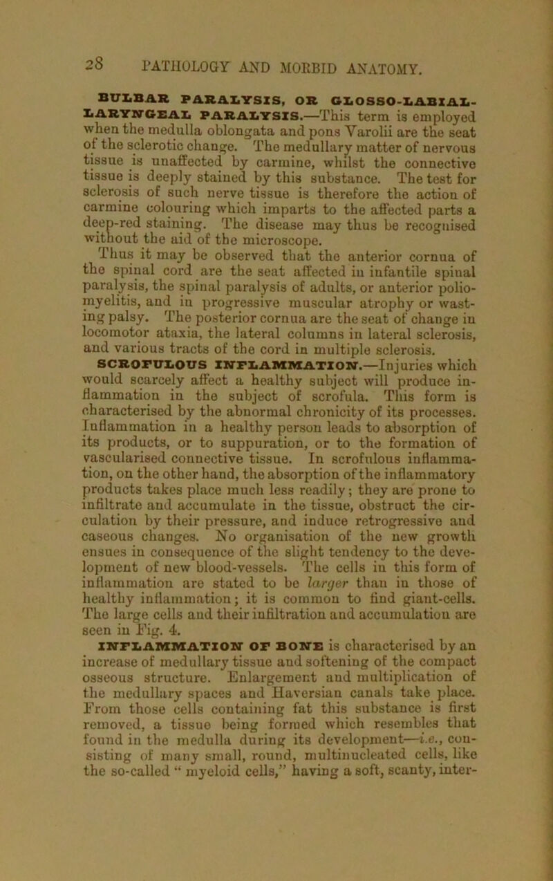 BULBAR PARALYSIS, OR GLOSSO-LABIAL- laryngeal PARALYSIS.—This term is employed when the medulla oblongata and pons Varolii are the seat of the sclerotic change. The medullary matter of nervous tissue is unaffected by carmine, whilst the connective tissue is deeply stained by this substance. The test for sclerosis of such nerve tissue is therefore the action of carmine colouring which imparts to the affected parts a deep-red staining. The disease may thus be recognised without the aid of the microscope. Thus it may be observed that the anterior cornua of the spinal cord are the seat affected in infantile spinal paralysis, the spinal paralysis of adults, or anterior polio- myelitis, and in progressive muscular atrophy or wast- ing palsy. The posterior cornua are the seat of change in locomotor ataxia, the lateral columns in lateral sclerosis, and various tracts of the cord in multiple sclerosis. SCROFULOUS INFLAMMATION.—Injuries which would scarcely affect a healthy subject will produce in- flammation in the subject of scrofula. This form is characterised by the abnormal chronicity of its processes. Inflammation in a healthy person leads to absorption of its products, or to suppuration, or to the formation of vascularised connective tissue. In scrofulous inflamma- tion, on the other hand, the absorption of the inflammatory products takes place much less readily; they are prone to infiltrate and accumulate in the tissue, obstruct the cir- culation by their pressure, and induce retrogressive and caseous changes. No organisation of the new growth ensues in consequence of the slight tendency to the deve- lopment of new blood-vessels. The cells in this form of inflammation are stated to be larger than in those of healthy inflammation; it is common to find giant-cells. The large cells and their infiltration and accumulation are seen in Fig. 4. INFLAMMATION OF bone is characterised by an increase of medullary tissue and softening of the compact osseous structure. Enlargement and multiplication of the medullary spaces and Haversian canals take place. From those cells containing fat this substance is first removed, a tissue being formed which resembles that found in the medulla duriug its development—i.e., con- sisting of many small, round, multinucleated cells, like the so-called “ myeloid cells,” having a soft, scanty, inter-