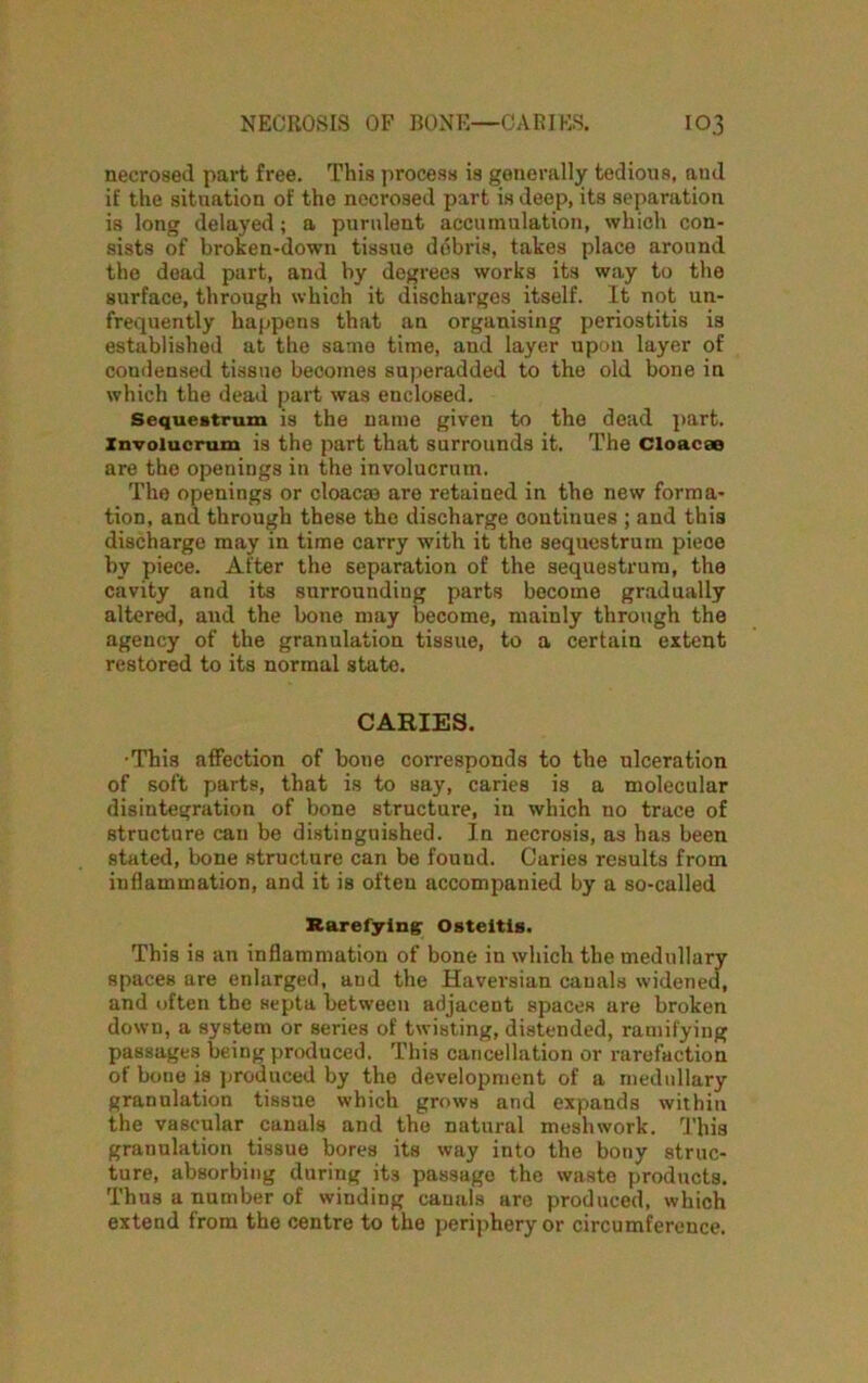 necrosed part free. This process is generally tedious, and if the situation of the necrosed part is deep, its separation is long delayed; a purulent accumulation, which con- sists of broken-down tissue debris, takes place around the dead part, and by degrees works its way to the surface, through which it discharges itself. It not un- frequently happens that an organising periostitis is established at the same time, and layer upon layer of condensed tissue becomes superadded to the old bone in which the dead part was enclosed. Sequestrum is the name given to the dead part. Xnvolucrum is the part that surrounds it. The Cloacae are the openings in the involucrum. The openings or cloacae are retained in the new forma- tion, and through these the discharge continues ; and this discharge may in time carry with it the sequestrum pieoe by piece. After the separation of the sequestrum, the cavity and its surrounding parts become gradually altered, and the bone may become, mainly through the agency of the granulation tissue, to a certain extent restored to its normal state. CARIES. •This affection of bone corresponds to the ulceration of soft parts, that is to say, caries is a molecular disintegration of bone structure, in which no trace of structure can be distinguished. In necrosis, as has been stated, bone structure can be found. Caries results from inflammation, and it is often accompanied by a so-called Rarefying Osteitis. This is an inflammation of bone in which the medullary spaces are enlarged, and the Haversian canals widened, and often the septa between adjacent spaces are broken down, a system or series of twisting, distended, ramifying passages being produced. This cancellation or rarefaction of bone is produced by the development of a medullary granulation tissue which grows and expands within the vascular canals and the natural meshwork. This granulation tissue bores its way into the bony struc- ture, absorbing during its passage the waste products. Thus a number of winding canals are produced, which extend from the centre to the periphery or circumference.