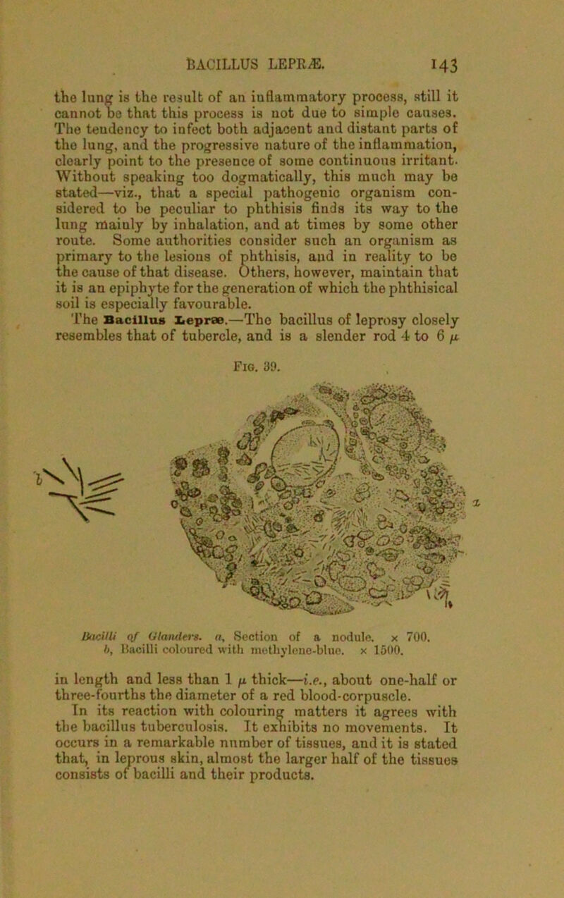 bacillus lepras. M3 the lung is the result of an inflammatory process, still it cannot be that this process is not due to simple causes. The teudency to infect both adjacent and distant parts of the lung, and the progressive nature of the inflammation, clearly point to the presence of some continuous irritant. Without speaking too dogmatically, this much may be stated—viz., that a special pathogenic organism con- sidered to be peculiar to phthisis finds its way to the lung maiuly by inhalation, and at times by some other route. Some authorities consider such an organism as primary to the lesions of phthisis, and in reality to be the cause of that disease. Others, however, maintain that it is an epiphyte for the generation of which the phthisical soil is especially favourable. The Bacillus Leprao.—The bacillus of leprosy closely resembles that of tubercle, and is a slender rod 4 to 6 Fig. 39. Bacilli of Glanders, a, Section of a nodule, x 700. b, Bacilli coloured with motliylene-blue. x 1500. in length and less than 1 fi thick—i.e., about one-half or three-fourths the diameter of a red blood-corpuscle. In its reaction with colouring matters it agrees with the bacillus tuberculosis. It exhibits no movements. It occurs in a remarkable number of tissues, and it is stated that, in leprous skin, almost the larger half of the tissues consists of bacilli and their products.
