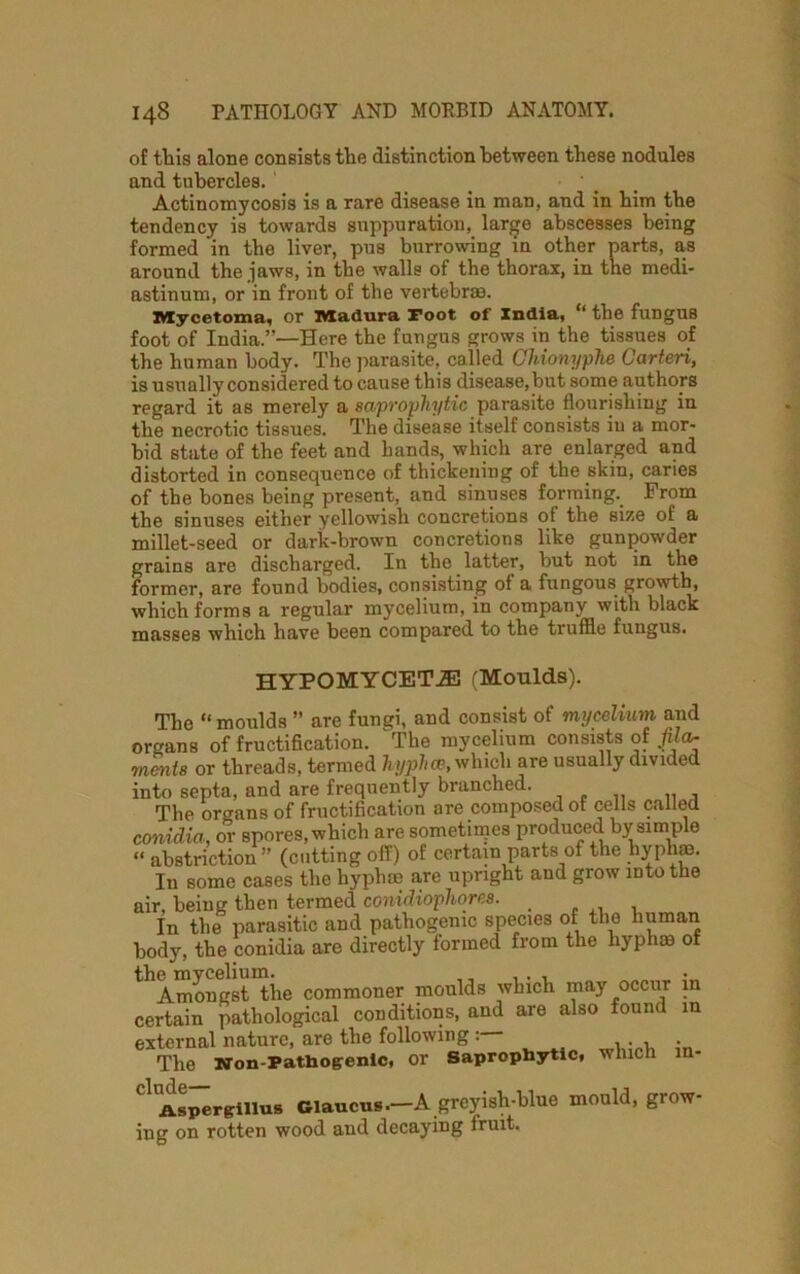 of this alone consists the distinction between these nodules and tubercles. Actinomycosis is a rare disease in man, and in him the tendency is towards suppuration, large abscesses being formed in the liver, pus burrowing in other parts, as around the jaws, in the walls of the thorax, in the medi- astinum, or in front of the vertebra). Mycetoma, or Madura root of India, “ the fungus foot of India.”—Here the fungus grows in the tissues of the human body. The parasite, called Chionyphe Oarteri, is usually considered to cause this disease, but some authors regard it as merely a saprophytic parasite flourishing in the necrotic tissues. The disease itself consists iu a mor- bid state of the feet and hands, which are enlarged and distorted in consequence of thickening of the skin, caries of the bones being present, and sinuses forming. From the sinuses either yellowish concretions of the size of a millet-seed or dark-brown concretions like gunpowder grains are discharged. In the latter, but not in the former, are found bodies, consisting of a fungous growth, which forms a regular mycelium, in company with black masses which have been compared to the truffle fungus. HYPOMYCETJE (Moulds). The “moulds ” are fungi, and consist of mycelium and organs of fructification. The mycelium consists of fila- ments or threads, termed hyphen, which are usually divided into septa, and are frequently branched. „ , The organs of fructification are composed of cells called conidia, or spores, which are sometimes produced by simple “ abstriction” (cutting off) of certain parts of the hyphaa. In some cases the hyphm are upright and grow into the air, being then termed conidiopliores. In the parasitic and pathogenic species of the human body, the conidia are directly formed from the liyphae of Amongst tiie commoner moulds which may occur in certain pathological conditions, and are also found in external nature, are the following , . The Non-Pathogenic, or Saprophytic, which m- Cl Aspergillus Giaucus.—A greyish-blue mould, grow- ing on rotten wood and decaying fruit.