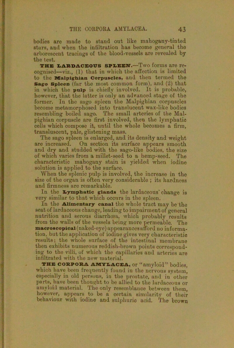 bodies are made to stand out like mahogany-tinted stars, and when the infiltration has become general the arborescent tracings of the blood-vessels are revealed by the test. the lardaceous SPLEEN.—Two forms are re- cognised—viz., (1) that in which the affection is limited to the Malpighian Corpuscles, and then termed the Sago Spleen (far the most common form), and (2) that in which the pulp is chiefly involved. It is probable, however, that the latter is only an advanced stage of the former. In the sago spleen the Malpighian corpuscles become metamorphosed into translucent wax-like bodies resembling boiled sago. The small arteries of the Mal- pighian corpuscle are first involved, then the lymphatic cells which compose it, until the whole becomes a firm, transluscent, pale, glistening mass. The sago spleen is enlarged, and its density and weight are increased. On section its surface appears smooth and dry and studded with the sago-like bodies, the size of which varies from a millet-seed to a hemp-seed. The characteristic mahogany stain is yielded when iodine solution is applied to the surface. When the splenic pulp is involved, the increase in the size of the organ is often very considerable ; its hardness and firmness are remarkable. In the lymphatic glands the lardaceous' change is very similar to that which occurs in the spleen. In the Alimentary canal the whole tract may be the seat of lardaceous change, leading to impairment of general nutrition and serous diarrhoea, which probably results from the walls of the vessels being more permeable. The macroscopical (naked-eye) appearances afford no informa- tion, but the application of iodine gives very characteristic results; the whole surface of the intestiual membrane then exhibits numerous reddish-brown points correspond- ing to the villi, of which the capillaries and arteries are infiltrated with the new material. THE CORPORA amylacea, or “amyloid” bodies, which have been frequently found in the nervous system, especially in old persons, in the prostate, and in other parts, have been thought to be allied to the lardaceous or amyloid material. The only resemblance between them, however, appears to be a certain similarity of their behaviour with iodine and sulphuric acid. The brown