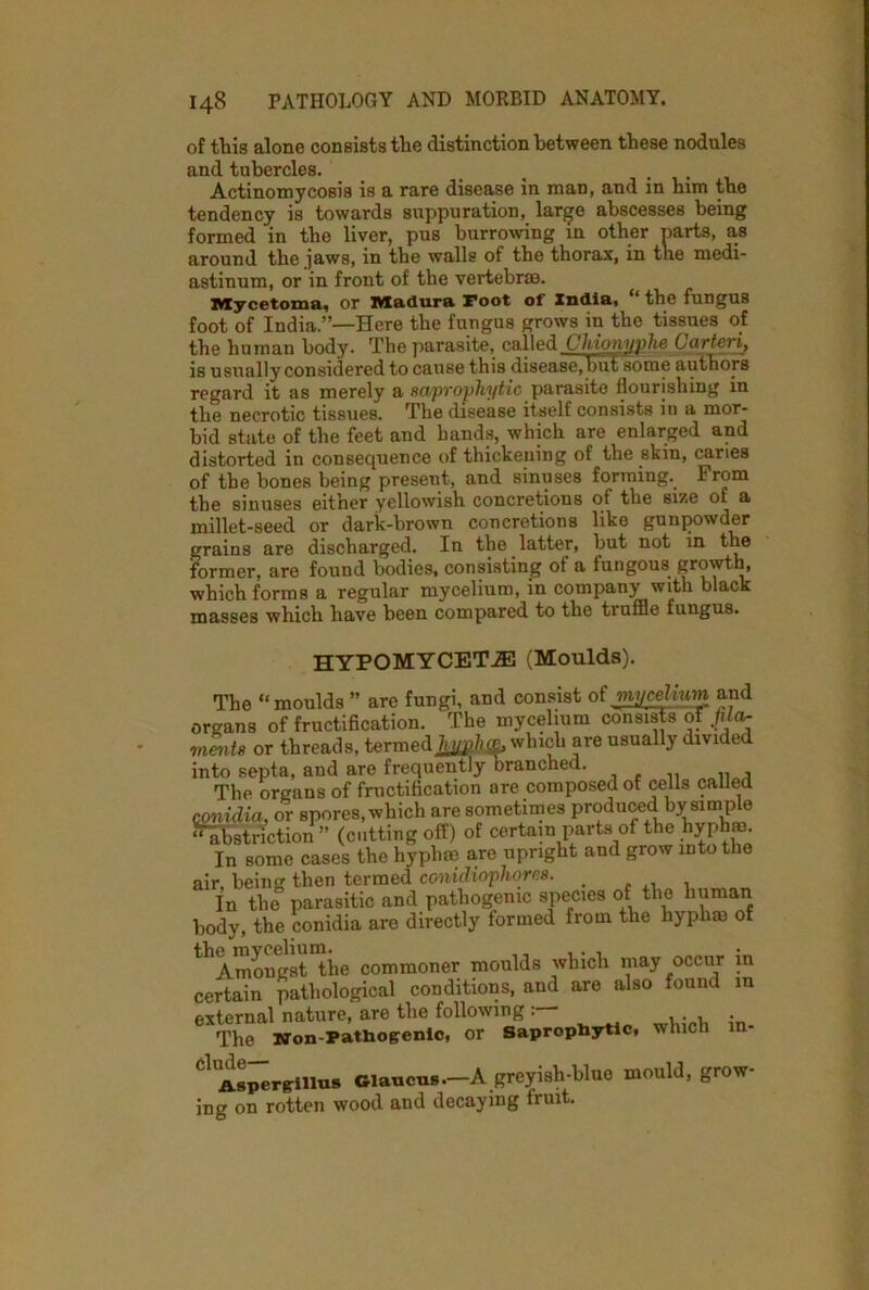 of this alone consists the distinction between these nodules and tubercles. Actinomycosis is a rare disease in man, and in him the tendency is towards suppuration, large abscesses being formed in the liver, pus burrowing in other parts, as around the jaws, in the walls ot the thorax, in the medi- astinum, or in front of the vertebrae. Mycetoma, or Madura root of Xndia, “ the fungus foot of India.”—Here the fungus grows in the tissues of the human body. The parasite, called Chiopyphe Carteri, is usually considered to cause this disease,but some authors regard it as merely a saprophytic parasite flourishing in the necrotic tissues. The disease itself consists in a mor- bid state of the feet and hands, which are enlarged and distorted in consequence of thickening of the skin, caries of the bones being present, and sinuses forming. From the sinuses either yellowish concretions ot the size of a millet-seed or dark-brown concretions like gunpowder grains are discharged. In the latter, but not in the former, are found bodies, consisting of a fungous growth, which forms a regular mycelium, in company with black masses which have been compared to the truffle fungus. HYPOMYCETiE (Moulds). The “moulds ” are fungi, and consist of mycelium and organs of fructification. The mycelium consists offila- menU or threads, termed W®, which are usually divided into septa, and are frequently branched. ,, , The organs of fructification are composed of cells called conidia, or spores, which are sometimes produced by simple “ abstriction ” (cutting off) of certain parts of the hyph®. In some cases the hyphse are upright and grow into the air, being then termed conidiophores. . . In the parasitic and pathogenic species of the human body, the conidia are directly formed from the hyphae of ^Amongst the commoner moulds which may occur in certain pathological conditions, and are also found in external nature, are the following : The Won-Pathogenic, or Saprophytic, which m- Cl As^rgiim* oia«cus.-A greyish-blue mould, grow- ing on rotten wood and decaying fruit.