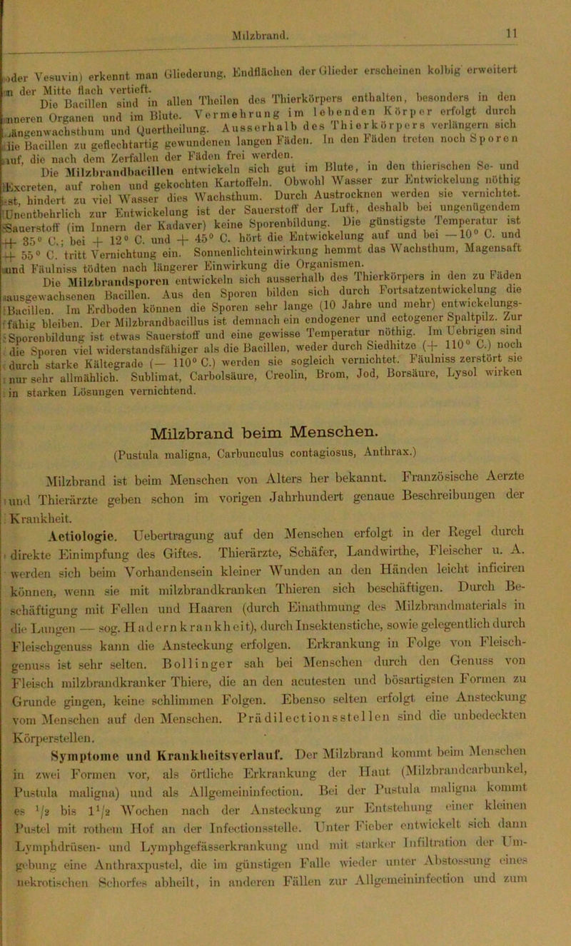 oder Yesuvin) erkennt nrnn Gliederung. Kndfläclien der Glieder erscheinen kolhig erweitert si der Mitte flach vertieft. ... n ix t i • a Die Bacillen sind in allen Theilon des Tinerkörpers enthalten, besonders m den ,.neren Vermehrung irn lebenden erfolgt durch xängenwachsthum und Quertheilung. Ausserhalb des '1 hr er körper s verhlngern sich ..lieMlen zu geflechtartig gewundenen langen Filden. ln den Mden treten noch Sporen auf, die nach dem Zerfallen der Fäden frei werden. . ^ „ . Die ^lilzhrandbaeillon entwickeln sich gut mi Blute, in den thienschen Sc- und IKxcreten, auf rohen und gekochten Kartoffeln. Obuohl Wasser zur Kntwickelung nOthig est, hindert zu viel Wasser dies Waehsthmn. Durch Austroeknen uerden sie veTiuchtsk lünentbehrlich zur Entuickelung ist dsr Sauerstoff der Luft, deshalb he. ungenügenden, -Sauerstoff (im Innern der Kadaver) keine Sporenbildung Die günstigste lamperatur ist 35® C.; bei + 12® C. und 45® C. hört die Entwickelung auf und bei —10® G. und -i-f 55® G. tritt Vernichtung ein. Sonnenlichteinwirkung hemmt das Wachsthum, Magensaft ound Fäulniss tödten nach längerer Einwirkung die Organismen. Die ^lilKbramlsporen entwickeln sich ausserhalb des Thierkorpers in den zu Faden iiausgewachaonon Bacillen. Aus den Sporen l.ilden sich durch Fortsatzentwickelung die IBucillen. Im Erdboden können die Sporen sehr lange (10 Jahre und mehr) entwickelungs- rfähig bleiben. Der Milzbrandbacillus ist demnach ein endogener und ectogencr Spaltpilz. Zur ' Sporenbildung ist etwas Sauerstoff und eine gewisse Temperatur nöthig. Im Uebngen sind die Sporen viel widerstandsfähiger als die Bacillen, weder durch Siedhitzo (+ HO C.) noch durch starke Kältegrade (- 110® C.) werden sie sogleich vernichtet, h äulniss zeratort sie nur sehr allmählich. Sublimat, Carbolsäure, Creolin, Brom, Jod, Borsäure, Lysol wirken starken Lösungen vernichtend. in Milzbrand beim Menschen. (Pustula maligna, Carbunculus contagiosus, Anthrax.) Milzbrand ist beim Menschen von Alters her bekannt. Französische Aerzte lund Thierärzte geben schon im vorigen Jahrhundert genaue Beschreibungen der Krankheit. Aetiologie. Uebertragung auf den IMenschen erfolgt in der Regel durch •direkte KinImpfung des Giftes. Thierärzte, Schäfer, Landwirthe, hleischer u. A. werden sich beim Vorhandensein kleiner Wunden an den Händen leicht inficiren können, wenn sie mit milzbrandkranken Thieren sich beschäftigen. Durch Be- schäftigung mit Fellen und Haaren (durch Einathmung des Milzbrandiiiaterials in die Lungen — sog. Hadernkrankheit), durch Insektenstiche, sowie gelegentlich durch Fleischgenuss kann die Ansteckung erfolgen. Erkrankung in Folge von h leisch- genuss ist sehr selten. Bollinger sah bei IMenschen durch den Genuss von Fleisch milzbnuidkranker Thiere, die an den acutesten und bösartigsten h ornien zu Grunde gingen, keine schlimmen Folgen. Ebenso selten erfolgt eine Ansteckung vom Menschen auf den Menschen. Prädilectionsstellen sind die unbedeckten Körperstellen. Symptome und KrankheitsverlauL Der Milzbrand kommt beim iSIenschen in zwei Formen vor, als örtliche Erkrankung der Haut (Milzbrandcarbunkel, Pustula maligna) und als Allgemeininfection. Bei der Pustula maligna kommt es 1/2 bis 11/2 AVochen nach der Ansteckung zur lOntstehung einer kleinen Pusb'l mit rothem Hof an der Infectionsstelle. Unter Fieber entwickelt sich dann Lymphdrüsen- und Lymphgefässerkrankung und mit starker Infiltration der 1_ ni- gebung eine Anthraxpustel, die im günstigen Falle wieder unter Abstossung eines nekrotischen Schorfes ubheilt, in anderen Fällen zur Allgemeinüifection und zum