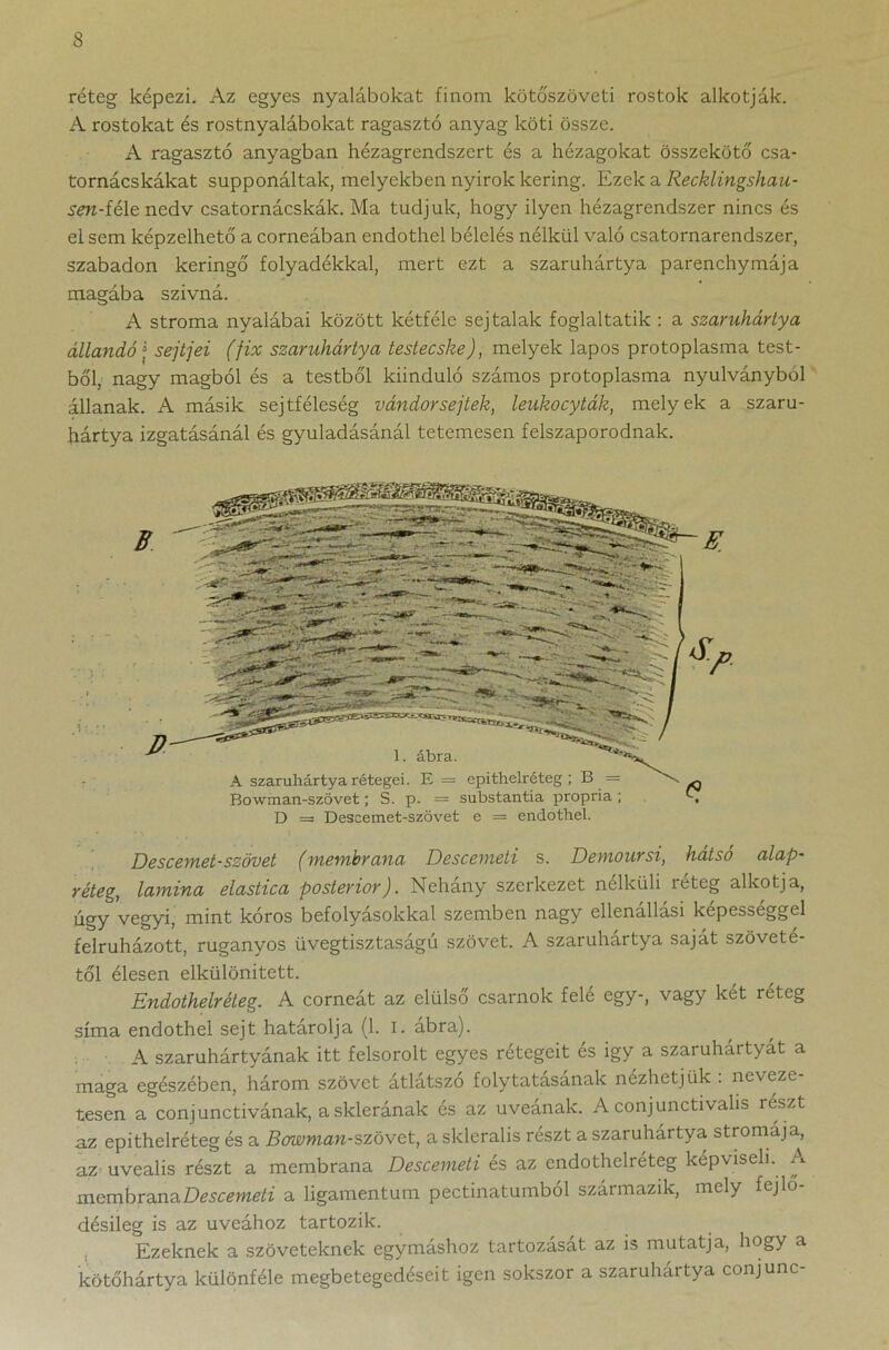 réteg képezi. Az egyes nyalábokat finom kötőszöveti rostok alkotják. A rostokat és rostnyalábokat ragasztó anyag köti össze. A ragasztó anyagban hézagrendszert és a hézagokat összekötő csa- tornácskákat supponáltak, melyekben nyirok kering. Ezek a Recklingshau- .sw-féle nedv csatornácskák. Ma tudjuk, hogy ilyen hézagrendszer nincs és el sem képzelhető a corneában endothel bélelés nélkül való csatornarendszer, szabadon keringő folyadékkal, mert ezt a szaruhártya parenchymája magába szívná. A stroma nyalábai között kétféle sejtalak foglaltatik : a szaruhártya állandó j sejtjei (fix szaruhártya testecske), melyek lapos protoplasma test- ből, nagy magból és a testből kiinduló számos protoplasma nyúlványból állanak. A másik sejtféleség vándor sejtek, leukocyták, melyek a szaru- hártya izgatásánál és gyuladásánál tetemesen felszaporodnak. Descemet-szövet (membrana Descemeti s. Demoursi, hátsó alap- réteg, lamina elastica posterior). Nehány szerkezet nélküli réteg alkotja, úgy vegyi, mint kóros befolyásokkal szemben nagy ellenállási képességgel felruházott, ruganyos üvegtisztaságú szövet. A szaruhártya saját szöveté- től élesen elkülönített. Endothelréteg. A corneát az elülső csarnok felé egy-, vagy két rétég síma endothel sejt határolja (1. I. ábra). A szaruhártyának itt felsorolt egyes rétegeit és igy a szaruhártyat a maga egészében, három szövet átlátszó folytatásának nézhetjük : neveze- tesen a conjunctivának, asklerának és az uveának. A conjunctivalis reszt az epithelréteg és a Bcrwman-szövet, a skleralis részt a szaruhártya stromája, az uvealis részt a membrana Descemeti és az endothelréteg képviseli. A membrana Descemeti a ligamentum pectinatumból származik, mely fejlo- désileg is az uveához tartozik. Ezeknek a szöveteknek egymáshoz tartozását az is mutatja, hogy a 'kötőhártya különféle megbetegedéseit igen sokszor a szaruhártya conjunc-