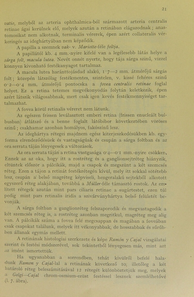 vatio, melyből az artéria ophthalmica-ból származott artéria centrális retináé ágai kerülnek elő, melyek azután a retinában elágazódnak ; anas- tomosikat nem alkotnak, terminális vérerek, épen azért collateralis vér- keringés az ideghártyában nem képződik. A papilla a szemnek vak- v. Mariotte-féle foltja. A papillától kb. 4 mm.-nyire kifelé van a legélesebb látás helye a sárga folt, macula lutea. Nevét onnét nyerte, hogy tája sárga színű, vízzel könnyen kivonható festékanyagot tartalmaz. A macula lutea haránttojásdad alakú, 1-7—2 mm. átmérőjű sárgás folt; közepén látszólag festékmentes, színtelen, v. kissé fehéres színű 0-2—o-4 mm. átmérőjű pontocska a fovea centrális retinae foglal helyet. Ez a retina tetemes megvékonyodás folytán keletkezik, épen azért látszik világosabbnak, mert csak igen kevés festékmennyiséget tar- talmazhat. A fovea körül retinalis véreret nem látunk. Az egészen frissen leválasztott emberi retina (frissen enucleált bul- busban) átlátszó és a benne foglalt látóbibor következtében vöröses színű ; csakhamar azonban homályos, fakószínű lesz. Az ideghártya rétegei majdnem egész kiterjeszkedésükben kb. egy- forma elrendeződésüek és vastagságúak és csupán a sárga foltban és az óra serrata táján lényegesek a változások. Az óra serrata táján a retina vastgasága 0'4—O'i mm.-nyire csökken. Ennek az az oka, hogy itt a rostréteg és a ganglionsejtréteg hiányzik, eltűntek először a pálcikák, majd a csapok és megszűnt a két szemcsés réteg. Ezen a tájon a retinát festékrétegén kívül, mely itt sokkal sötétebb lesz, csupán a belső magréteg képviseli, hengeralakú sejtekből alkotott egyszerű réteg alakjában, továbbá a Müller-íé\e támasztó rostok. Az em- lített rétegek azután mint pars ciliaris retinae a -sugártestet, ezen túl pedig mint pars retinalis iridis a szivárványhártya belső felületét be- vonják. A sárga foltban a ganglionréteg felszaporodik és megvastagodik a két szemcsés réteg is, a rostréteg azonban megritkul, magréteg meg alig van. A pálcikák száma a fovea felé megcsappan és magában a foveában csak csapokat találunk, melyek itt vékonyabbak, de hosszabbak és sűrűb- ben állanak egymás mellett. A retinának histologiai szerkezete és képe Ramón y Cajal vizsgálatai szerint es festési módszerevei, sok tekintetből lényegesen más, mint azt az imént ismertettük. Ha ugyanabban a sorrendben, tehát kívülről befelé hala- dunk Ramon y Cajal-lal a retinának következő 10, illetőleg a két határoló rétég beleszámításával 12 rétegét különböztetjük meg, melyek 'l Golgi Cajal chrom-osmium-ezüst festéssel lesznek szemlélhetővé (1. 7. ábra).