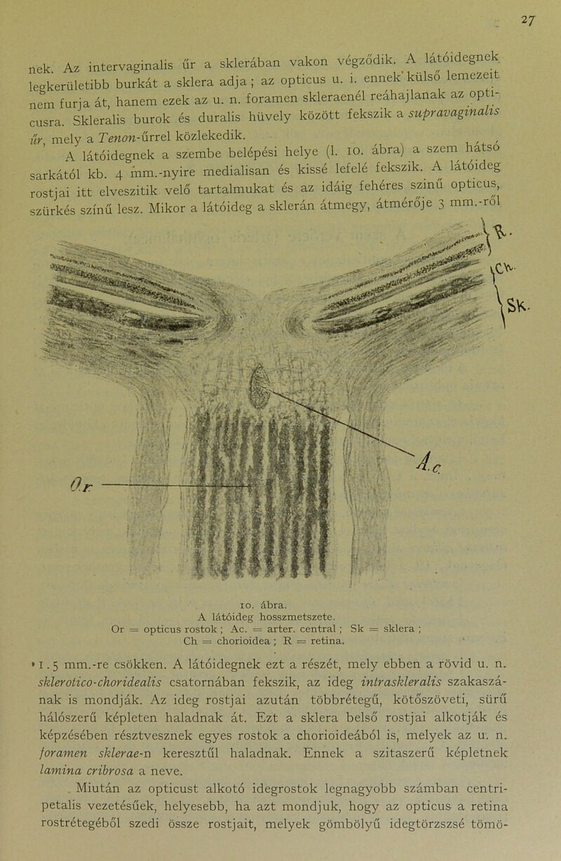 nek Az intervaginalis űr a sklerában vakon végződik. A látóidegnek legkerületibb burkát a sklera adja ; az opticus u. i. ennek külső lemezeit nem fúrja át, hanem ezek az u. n. foramen skleraenél reáhajlanak az op 1- cusra. Skleralis burok és duralis hüvely között fekszik a supravaginalis űr mely a Tenon-iírrel közlekedik. A látóidegnek a szembe belépési helye (1. 10. ábra) a szem ha so sarkától kb. 4 mm.-nyíre medialisan és kissé lefelé fekszik. A látóideg rostjai itt elveszítik velő tartalmukat és az idáig fehéres, színű opticus szürkés színű lesz. Mikor a látóideg a sklerán átmegy, átmérője 3 mm.-rol 10. ábra. A látóideg hosszmetszete. Or = opticus rostok ; Ac. = ártér. Central; Sk = sklera ; Ch = chorioidea ; R = retina. •1.5 mm.-re csökken. A látóidegnek ezt a részét, mely ebben a rövid u. n. sklerotico-chorideális csatornában fekszik, az ideg intraskleralis szakaszá- nak is mondják. Az ideg rostjai azután többrétegű, kötőszöveti, sűrű hálószerű képleten haladnak át. Ezt a sklera belső rostjai alkotják és képzésében résztvesznek egyes rostok a chorioideából is, melyek az u. n. foramen sklerae-n keresztül haladnak. Ennek a szitaszerű képletnek lamina cribrosa a neve. Miután az opticust alkotó idegrostok legnagyobb számban centri- petalis vezetésűek, helyesebb, ha azt mondjuk, hogy az opticus a retina rostrétegéből szedi össze rostjait, melyek gömbölyű idegtörzszsé tömő-