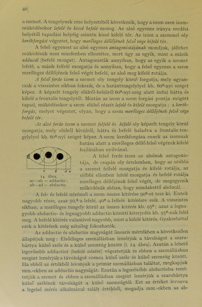 a szemet. A tengelynek eme helyzetéből következik, hogy a szem ezen izom- működésekor lefelé és kissé befelé mozog. Az alsó egyenes iránya eredési helyétől tapadási helyéig szintén kissé kifelé tér. Az izom a szemmel oly kerékforgást végeztet, hogy merőleges déllőfének felső vége kifelé tér. A felső egyenest az alsó egyenes antagonistájának mondjuk, jóllehet működésűk nem mindenben ellentétes, mert úgy az egyik, mint a másik adducál (befelé mozgat). Antagonisták annyiban, hogy az egyik a szemet lefelé, a másik felfelé mozgatja és annyiban, hogy a felső egyenes a szem merőleges déllőjének felső végét befelé, az alsó meg kifelé rotálja. A felső ferde izom a szemet oly tengely körül forgatja, mely ugyan- csak a vízszintes síkban fekszik, de a haránttengelylyel kb. 6o°-nyi szöget képez. A képzelt tengely elülről-belülről 6o°-nyi szög alatt indul hátra és kifelé a frontális tengelytől. Miután az izom a szem forgási pontja mögött tapad, működésekor a szem elülső részét lefelé és kifelé mozgatja ; a kerék- forgás, melyet végeztet, olyan, hogy a szem merőleges déllőjének felső vége befelé tér. Az alsó ferde izom a szemet felfelé és kifelé oly képzelt tengely körül mozgatja, mely élűiről kívülről, hátra és befelé haladva a frontális ten- gelylyel kb. 6o°-nyi szöget képez. A szem kerékforgása ennek az izomnak hatása alatt a merőleges déllő felső végének kifelé hajlásában nyilvánul. A felső ferde izom az alsónak antagonis- táj a, de csupán oly értelemben, hogy az utóbbi a szemet felfelé mozgatja és kifelé rotálja, az előbbi ellenben lefelé mozgatja és befelé rotálja merőleges déllőjének felső végét, de megegyezik működésük abban, hogy mindakettő abducál. A fel- és lefelé nézésnél a szem összes kitérése 90°-ot tesz ki. Ennek nagyobb része, azaz 50,0 a lefelé, 40° a felfelé kitérésre esik. A vízszintes síkban, a merőleges tengely körül az összes kitérés kb. 950; azaz a legna- gyobb abductio- és legnagyobb adductio közötti kiterjedés kb. 95°-nak felel meg. A befelé kitérés valamivel nagyobb, mint a kifelé kitérés. Gyakorlattal ezek a kitérések még némileg fokozhatok. Az adductio és abductio nagyságát lineáris mértékben a következően állapítjuk meg : Elsődleges szemállásban lemérjük a távolságot a szaru- hártya külső széle és a külső szemzug között (1. 14- ábra). Azután a lehető legerősebb adductiot (befelé nézést) végeztetjük és ebben a szemallasban megint lemérjük a távolságot cornea külső széle és külső szemzúg között. Ha ebből az értékből levonjuk a prirnár szemállásban találtat, megkapjuk mm.-ekben az adductio nagyságát. Ezután a legszélsőbb abductioba terel- tetjük a szemet és ebben a szemállásban megint lemerjük a szaruhártya külső szélének távolságát a külső szemzugtól. Ezt az értékét levonva a legelső mérés alkalmával talált értékből, megadja mm.-ekben az ab- 14. ábra. ac— ab = adductio ; ab—ad = abductio.