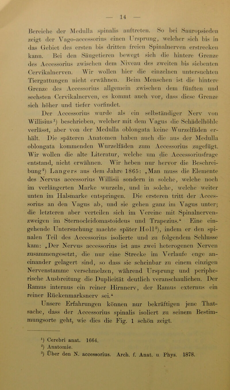 Bereiche der Medulla spinalis auftreten. So bei Saurop,sieden zeigt der Vago-aecessorius einen Ursprung, welcher sich bis in das Gebiet des ersten bis dritten freien Spinalnerven erstrecken kann. Bei den Säugetieren bewegt sich die hintere Grenze des Accessorius zwischen dem Niveau des zweiten bis siebenten Cervikalnerven. Wir wollen hier die einzelnen untersuchten Tiererattunjren nicht erwähnen. Beim Menschen ist die hintere Grenze des Accessorius allgemein zwischen dem fünften und sechsten Cervikalnerven, es kommt auch vor, dass diese Grenze sich höher und tiefer vorfindet. Der Accessorius wurde als ein selbständiger Nerv von Willisius1) beschrieben, welcher mit dem Vagus die Schädelhöhle verlässt, aber von der Medulla oblongata keine Wurzelfäden er- hält. Die späteren Anatomen haben auch die aus der Medulla oblongata kommenden Wurzelfäden zum Accessorius zugefügt. Wir wollen die alte Literatur, welche um die Accessoriusfrage entstand, nicht erwähnen. Wir heben nur hervor die Beschrei- bung2) Langers aus dem Jahre 1865: „Man muss die Elemente des Nervus accessorius Willisii sondern in solche, welche noch im verlängerten Marke wurzeln, und in solche, welche weiter unten im Halsmarke entspringen. Die ersteren tritt der Acces- sorius an den Vagus ab, und sie gehen ganz im Vagus unter; die letzteren aber verteilen sich im Vereine mit Spinalnerven- zweigen im Sternocleidomastoideus und Trapezius.“ Eine ein- gehende Untersuchung machte später Holl3), indem er den spi- nalen Teil des Accessorius isolierte und zu folgendem Schlüsse kam: „Der Nervus accessorius ist aus zwei heterogenen Nerven zusammengesetzt, die nur eine Strecke im Verlaufe enge an- einander gelagert sind, so dass sie scheinbar zu einem einzigen Nervenstamme verschmelzen, während Ursprung und periphe- rische Ausbreitung die Duplicität deutlich veranschaulichen. Der Ramus internus ein reiner Hirnnerv, der Ramus externus ein reiner Rückenmarksnerv sei.“ Unsere Erfahrungen können nur bekräftigen jene Tliat- sache, dass der Accessorius spinalis isoliert zu seinem Bestim- mungsorte geht, wie dies die Fig. 1 schön zeigt. *) Cerebri anat. 1664. 2) Anatomie. ) Über den N. accessorius. Arch. f. Anat. u Pbys. 1878.