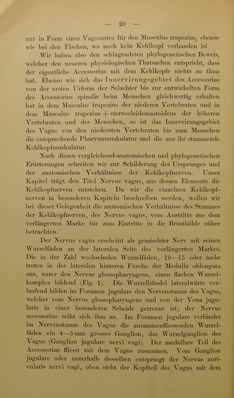 nur in Form eines Vagusastes für den Musculus trapezius, ebenso wie bei den Fischen, wo noch kein Kehlkopf vorhanden ist. Wir haben also den schlagendsten phylogenetischen Beweis, welcher den neueren physiologischen Thatsachen entspricht, dass der eigentliche Accessorius mit dem Kehlkopfe nichts zu thun hat. Ebenso wie sieh das I n nervi rungsgebiet des Accessorius von der ersten Urform der Selachier bis zur entwickelten Form des Accessorius spinalis beim Menschen gleichwertig erhalten hat in dem Musculus trapezius der niederen Vertebraten und in dem Musculus trapezius -f- sternocleidomastoideus der höheren Vertebraten und des Menschen, so ist das Innervirungsgebiet des Vagus von den niedersten Vertebraten bis zum Menschen die entsprechende Pharynxmuskulatur und die aus ihr stammende K ehlkopfmuskulatur. Nach diesen vergleichend-anatomischen und phylogenetischen Erörterungen schreiten wir zur Schilderung des Ursprunges und der anatomischen Verhältnisse der Kehlkopf nerven. Unser Kapitel trägt den Titel Nervus vagus, aus dessen Elemente die Kehlkopfnerven entstehen. Da wir die einzelnen Kehlkopf- nerven in besonderen Kapiteln beschreiben werden, wollen wir bei dieser Gelegenheit die anatomischen Verhältnisse des Stammes der Kehlkopfnerven, des Nervus vagus, vom Austritte aus dem verlängerten Marke bis zum Eintritte in die Brusthöhle näher betrachten. Der Nervus vagus erscheint als gemischter Nerv mit seinen Wurzelfäden an der lateralen Seite des verlängerten Markes. Die in der Zahl wechselnden Wurzelfäden, 10—15 oder mehr treten in der lateralen hinteren Furche der Medulla oblongata aus, unter den Nervus glossopharyngeus, einen flachen Wurzel- komplex bildend (Fig. 1). Die Wurzelbündel lateralwärts ver- laufend bilden im Foramen jugulare den Nervenstamm des Vagus, welcher vom Nervus glossopharyngeus und von der Vena jugu- laris in einer besonderen Scheide getrennt ist; der Nervus accessorius reiht sich ihm an. Ln Foramen jugulare verbindet im Nervenstamm des Vagus die zusammcnflicssenden Wurzel- fäden ein 4—5 nun grosses Ganglion, das W urzelganglion des \ agus (Ganglion jugulare nervi vagi). Der medulläre Teil des Accessorius fliesst mit dem Vagus zusammen. Vom Ganglion jugulare oder unterhalb desselben entspringt der Nervus auri- cularis nervi vagi, oben steht der Kopfteil des Vagus mit dem