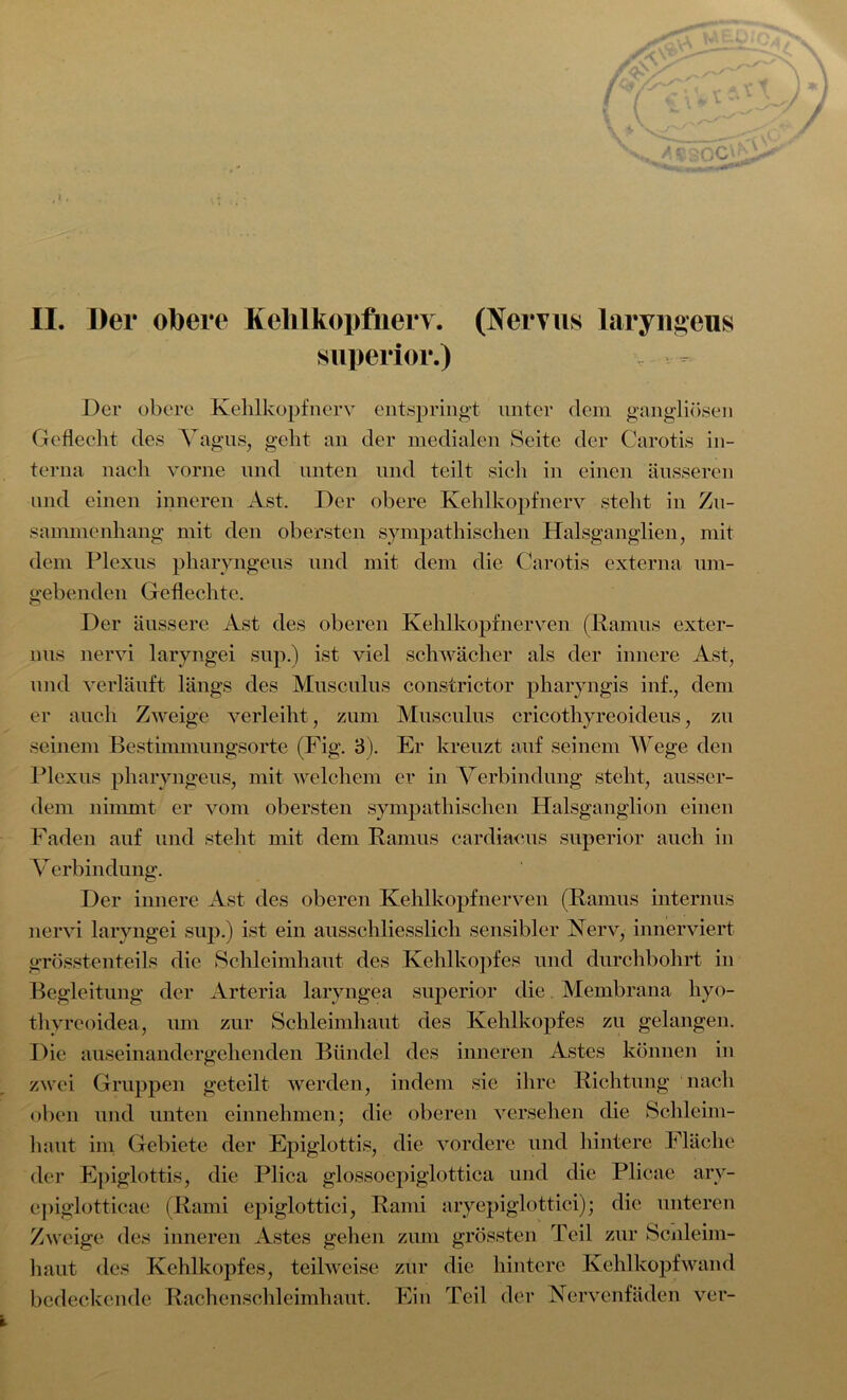 superior.) Der obere Kehlkopf nerv entspringt unter dem gangliüsen Geflecht des Vagus, geht an der medialen Seite der Carotis in- terna nach vorne und unten und teilt sich in einen äusseren und einen inneren Ast. Der obere Kehlkopfnerv steht in Zu- sammenhang mit den obersten sympathischen Halsganglien, mit dem Plexus pharyngeus und mit dem die Carotis externa um- gebenden Geflechte. Der äussere Ast des oberen Kehlkopfnerven (Ramus exter- nus nervi laryngei sup.) ist viel schwächer als der innere Ast, und verläuft längs des Musculus constrictor pliaryngis inf., dem er auch Zweige verleiht, zum Musculus cricothyreoideus, zu seinem Bestimmungsorte (Fig. 3). Er kreuzt auf seinem Wege den Plexus pharyngeus, mit welchem er in Verbindung steht, ausser- dem nimmt er vom obersten sympathischen Halsganglion einen Faden auf und steht mit dem Ramus cardiacus superior auch in V erbindung. Der innere Ast des oberen Kehlkopfnerven (Ramus internus nervi laryngei sup.) ist ein ausschliesslich sensibler Nerv, innerviert grösstenteils die Schleimhaut des Kehlkopfes und durchbohrt in Begleitung der Arteria laryngea superior die. Membrana liyo- thyreoidea, um zur Schleimhaut des Kehlkopfes zu gelangen. Die auseinandergehenden Bündel des inneren Astes können in zwei Gruppen geteilt werden, indem sie ihre Richtung nach oben und unten einnehmen; die oberen versehen die Schleim- haut im Gebiete der Epiglottis, die vordere und hintere Fläche der Epiglottis, die Plica glossoepiglottica und die Plicae arv- epiglotticae (Rami epiglottici, Rami aryepiglottici); die unteren Zweige des inneren Astes gehen zum grössten Teil zur Schleim- haut des Kehlkopfes, teilweise zur die hintere Kehlkopfwand bedeckende Rachenschleimhaut. Ein Teil der Nervcnfäden ver- %