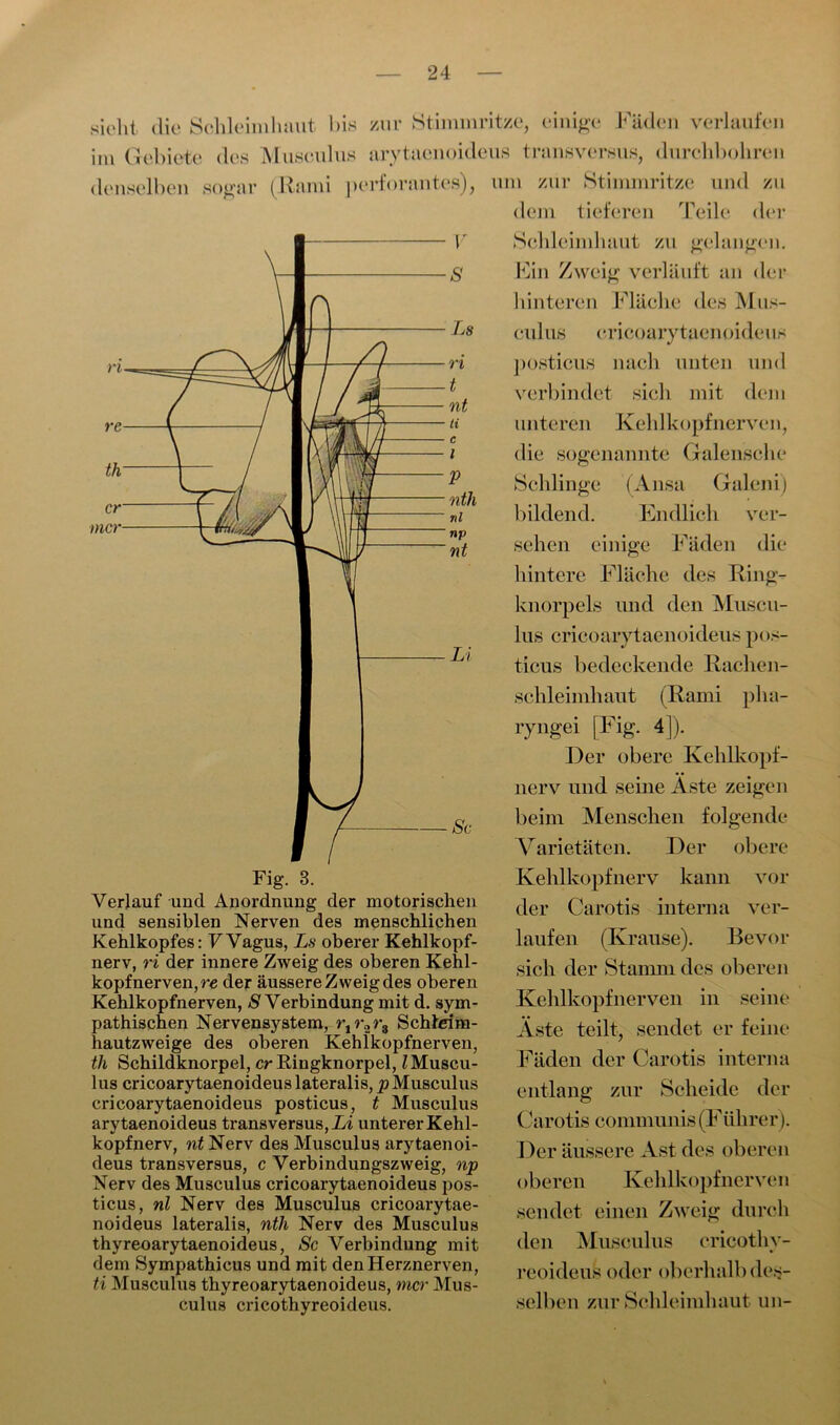 sieht die Schleimhaut bis zur Stimmritze, einige Fäden verlaufen im Gebiete des Musculus arytaenoideus transversus, durchbohren denselben sogar (Rami perforantes), um zur Stimmritze und zu dem tieferen Teile der Schleimhaut zu gelangen. Fin Zweig verläuft an der hinteren Fläche des Mus- culus cricoarytaenoideus posticus nach unten und verbindet sich mit dem unteren Kehlkopf nerven, die sogenannte Galensche Schlinge (Ansa Galeni) bildend. Endlich ver- sehen einige Fäden die hintere Fläche des Ring- knorpels und den Museu- lus cricoarytaenoideus pos- ticus bedeckende Rachen- schleimhaut (Rami pha- ryngei [Fig. 4]). Der obere Kehlkopf- nerv und seine Äste zeigen beim Menschen folgende Varietäten. Der obere Kehlkopfnerv kann vor der Carotis interna ver- laufen (Krause). Bevor sich der Stamm des oberen Kehlkopfnerven in seine Äste teilt, sendet er feine Fäden der Carotis interna entlang zur Scheide der Carotis communis (Fülirer). Der äussere Ast des oberen oberen Kehlkopfnerven sendet einen Zweig durch den Musculus cricothy- reoideus oder oberhalb des- selben zur Schleimhaut un- und sensiblen Nerven des menschlichen Kehlkopfes: VVagus, Ls oberer Kehlkopf- nerv, ri der innere Zweig des oberen Kehl- kopfnerven,r« der äussere Zweig des oberen Kehlkopfnerven, S Verbindung mit d. sym- pathischen Nervensystem, r,r2r3 Schlei m- hautzweige des oberen Kehlkopfnerven, th Schildknorpel, er Ringknorpel, l Muscu- lus cricoarytaenoideus lateralis, p Musculus cricoarytaenoideus posticus, t Musculus arytaenoideus transversus, Li unterer Kehl- kopfnerv, nt Nerv des Musculus arytaenoi- deus transversus, c Yerbindungszweig, np Nerv des Musculus cricoarytaenoideus pos- ticus, nl Nerv des Musculus cricoarytae- noideus lateralis, nth Nerv des Musculus thyreoarytaenoideus, Sc Verbindung mit dem Sympathicus und mit den Herznerven, ti Musculus thyreoarytaenoideus, mer Mus- culus cricothyreoideus.