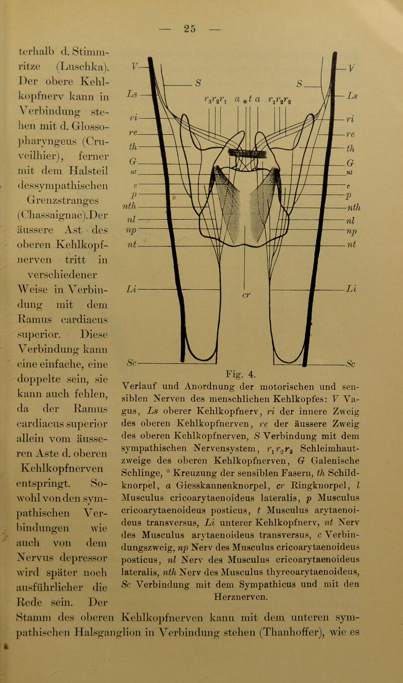 torhalb d. Stimm- ritze (Luschka). Der obere Kehl- kopfnerv kann in Verbindung ste- hen mit d. Glosso- pharyngeus (Cru- veilhier), ferner mit dem Halsteil (lessympathischen Grenzstranges (Cliassaignac).Der äussere Ast des oberen Kehlkopf- nerven tritt in verschiedener Weise in Verbin- dung mit dem Ramus cardiacus superior. Diese Verbindung kann eine einfache, eine doppelte sein, sie kann auch fehlen, da der Ramus (:ar di acus sup e rio r allein vom äusse- ren Aste d. oberen Kehlkopfnerven entspringt. So- wohl von den sym- pathischen Ver- bindungen wie auch von dem Nervus depressor wird später noch ausführlicher die Rede sein. Der Fig. 4. Verlauf und Anordnung der motorischen und sen- siblen Nerven des menschlichen Kehlkopfes: V Va- gus, Ls oberer Kehlkopfnerv, ri der innere Zweig des oberen Kehlkopfnerven, re der äussere Zweig des oberen Kehlkopfnerven, S Verbindung mit dem sympathischen Nervensystem, rxr.2Schleimhaut- zweige des oberen Kehlkopfnerven, G Galenische Schlinge, * Kreuzung der sensiblen Fasern, th Schild- knorpel, a Giesskannenknorpel, er Ringknorpel, l Musculus cricoarytaenoideus lateralis, p Musculus cricoarytaenoideus posticus, t Musculus arytaenoi- deus transversus, Li unterer Kehlkopf nerv, nt Nerv des Musculus arytaenoideus transversus, c Verbin- dungszweig, np Nerv des Musculus cricoarytaenoideus posticus, nl Nerv des Musculus cricoarytaenoideus lateralis, nth Nerv des Musculus thyreoarytaenoideus, Sc Verbindung mit dem Sympathicus und mit den Herznerven. Stamm des oberen Kehlkopfnerven kann mit dem unteren sym- pathischen Halsganglion in Verbindung stehen (Thanhoffer), wie es