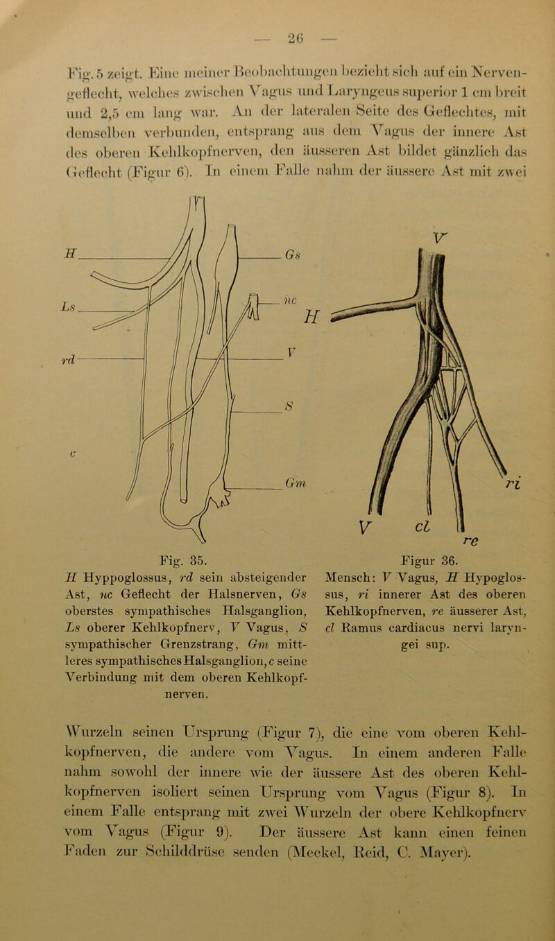 geliecht, welches zwischen \ agus und Daryngeus Superior 1 cm breit und 2,5 cm lang war. An der lateralen Seite des Geflechtes, mit demselben verbunden, entsprang aus dem Vagus der innere Ast des oberen Kehlkopfnerven, den äusseren Ast bildet gänzlich das Geflecht (Figur 6). In einem Falle nahm der äussere Ast mit zwei Fig. 35. H Hyppoglossus, rd sein absteigender Ast, uc Geflecht der Halsnerven, Gs oberstes sympathisches Halsganglion, Ls oberer Kehlkopf nerv, V Vagus, S sympathischer Grenzstrang, Gm mitt- leres sympathisches Halsganglion, c seine Verbindung mit dem oberen Kehlkopf- nerven. V Figur 36. Mensch: V Vagus, H Hypoglos- sus, ri innerer Ast des oberen Kehlkopfnerven, re äusserer Ast, cl Ramus cardiacus nervi larvn- gei sup. Wurzeln seinen Ursprung (Figur 7), die eine vom oberen Kehl- kopfnerven, die andere vom Vagus. In einem anderen Falle nahm sowohl der innere wie der äussere Ast des oberen Kehl- kopfnerven isoliert seinen Ursprung vom Vagus (Figur 8). In einem Falle entsprang mit zwei Wurzeln der obere Kehlkopfnerv vom Vagus (Figur 9). Der äussere Ast kann einen feinen Faden zur Schilddrüse senden (Meckel, Reid, C. Mayer).