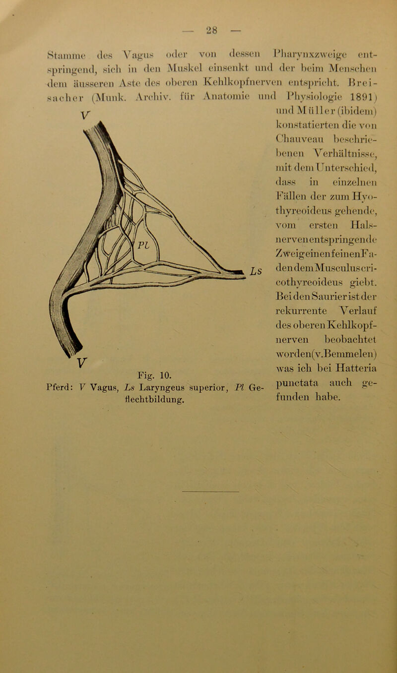 Stamme des Vagus oder springend, sieh in den Muske dem äusseren Aste des oberen sacher (Munk. Archiv, für V von dessen Pharynxzweige ent- 1 einsenkt und der beim Menschen Kehlkopfnerven entspricht. Brei- Anatomie und Physiologie 1891t um 1 M iiller (ibidem) Fig. 10. Pferd: V Vagus, Ls Laryngeus superior, PI Ge- flechtbildung. konstatierten die von Chauveau beschrie- benen Verhältnisse, mit dem Unterschie<l, dass in einzelnen Fällen der zumHyo- thyreoideus gehen de, vom ersten Hals- nerven entspringende ZweigeinenfeinenF a- den demMusculus cri - cothvreoidens giebt. Bei den Saurier ist der rekurrente Verlauf des oberen Kehlkopf- nerven beobachtet worden(v.Beminelen) was ich bei Hatteria punctata auch ge- funden habe.