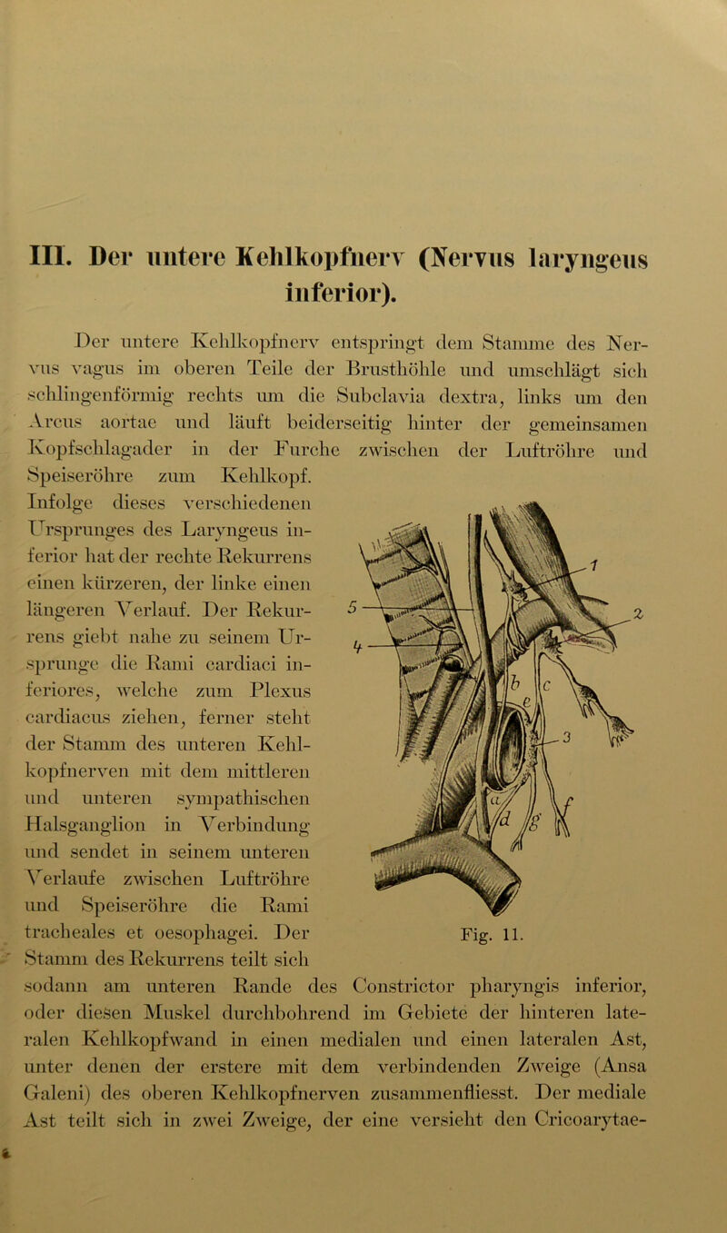 Der untere Kehlkopfnerv entspringt dem Stamme des Ner- vus vagus im oberen Teile der Brusthöhle und umschlägt sich schlingenförmig rechts um die Subclavia dextra, links um den Arcus aortae und läuft beiderseitig hinter der gemeinsamen Kopf Schlagader in der Furche zwischen der Luftröhre und Speiseröhre zum Kehlkopf. Infolge dieses verschiedenen Stamm des Rekurrens teilt sich sodann am unteren Rande des Constrictor pharyngis inferior, oder diesen Muskel durchbohrend im Gebiete der hinteren late- ralen Kehlkopfwand in einen medialen und einen lateralen Ast, unter denen der erstcre mit dem verbindenden Zweige (Ansa Galeni) des oberen Kehlkopfnerven zusammenfliesst. Der mediale Ast teilt sich in zwei Zweige, der eine versieht den Cricoarytae- iuferior) Ursprunges des Laryngeus in- ferior hat der rechte Rekurrens einen kürzeren, der linke einen längeren Verlauf. Der Rekur- rens giebt nahe zu seinem Ur- sprünge die Rami cardiaci in- feriores, welche zum Plexus cardiacus ziehen, ferner steht der Stamm des unteren Kehl- kopfnerven mit dem mittleren und unteren sympathischen Halsganglion in Verbindung und sendet in seinem unteren Verlaufe zwischen Luftröhre und Speiseröhre die Rami tracheales et oesopliagei. Der z Fig. 11.