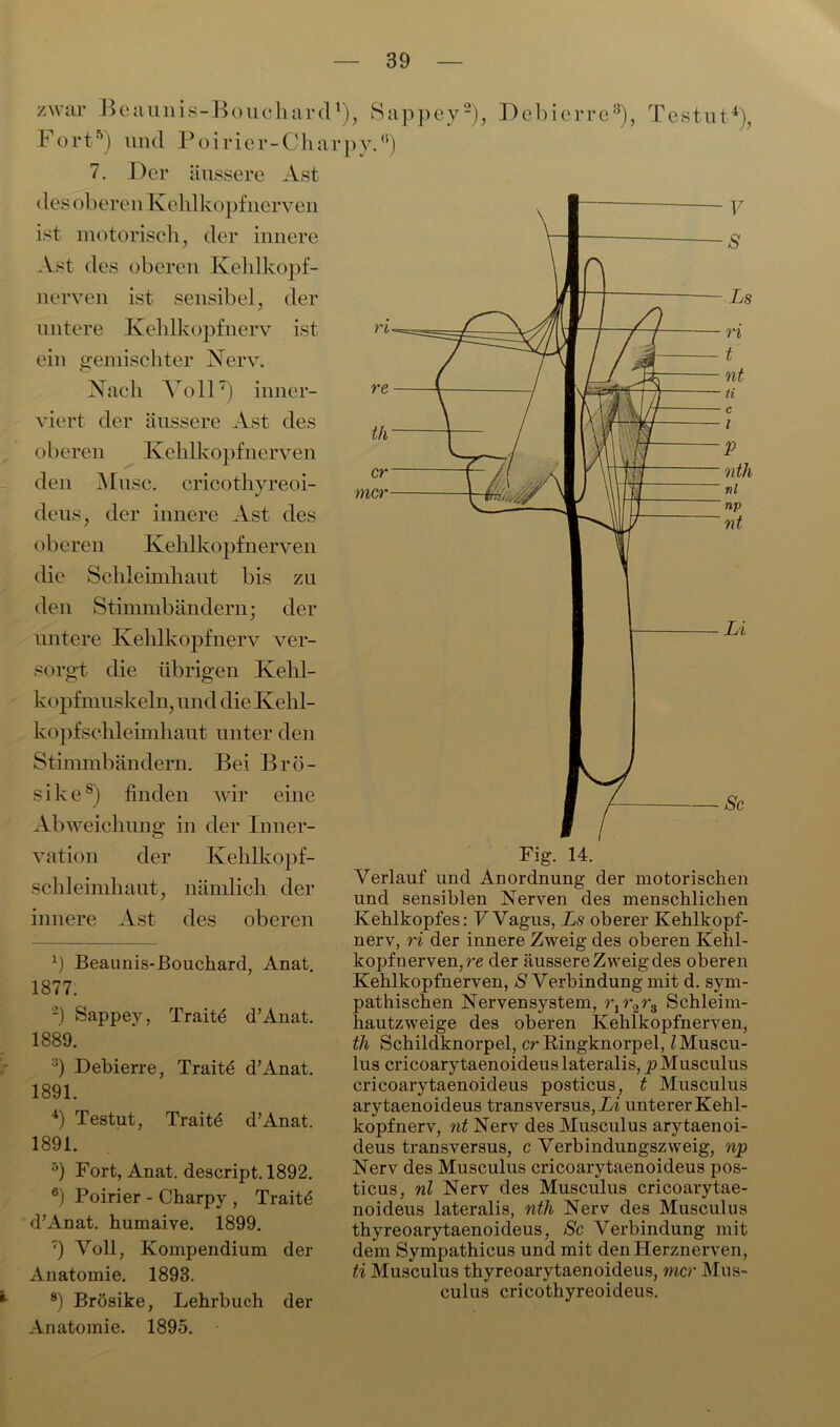 zwar Beaunis-Bouchard1 Fort5 6) und Poirier-Char 7. Der äussere Ast des oberen Kehlkopf nerven ist motorisch, der innere Ast des oberen Kehlkopf- nerven ist sensibel, der untere Kehlkopfnerv ist ein gemischter Nerv. Xach Voll7) inner- viert der äussere Ast des oberen Kehlkopfnerven den Muse, cricothyreoi- deus, der innere Ast des oberen Kehlkopfnerven die Schleimhaut bis zu den Stimmbändern; der untere Kehlkopfnerv ver- sorgt die übrigen Kehl- kopfmuskeln, und die Kehl- kopfschleimhaut unter den Stimmbändern. Bei Brö- sike8) finden wir eine Abweichung in der Inner- vation der Kehlkopf- schleimhaut, nämlich der innere Ast des oberen h Beaunis-Bouchard, Anat. 1877. 2) Sappey, Traitd d’Anat. 1889. 3) Debierre, Traitd d’Anat. 1891. 4) Testut, Traitd d’Anat. 1891. °) Fort, Anat. descript. 1892. 6) Poirier - Charpy , Trait6 d’Anat. humaive. 1899. 7) Voll, Kompendium der Anatomie. 1893. 8) Brösike, Lehrbuch der Anatomie. 1895. ), Sappey2), Debierre3), Testut4), py-°) und sensiblen Nerven des menschlichen Kehlkopfes: VVagus, Ls oberer Kehlkopf- nerv, ri der innere Zweig des oberen Kehl- kopf nerven, re der äussere Zweig des oberen Kehlkopfnerven, S Verbindung mit d. sym- pathischen Nervensystem, rjr2r3 Schleim- hautzweige des oberen Kehlkopfnerven, th Schildknorpel, er Ringknorpel, ZMuscu- lus cricoarytaenoideus lateralis, p Musculus cricoarytaenoideus posticus, t Musculus arytaenoideus transversus, Li unterer Kehl- kopfnerv, nt Nerv des Musculus arytaenoi- deus transversus, c Verbindungszweig, np Nerv des Musculus cricoarytaenoideus pos- ticus, nl Nerv des Musculus cricoarytae- noideus lateralis, nth Nerv des Musculus thyreoarytaenoideus, Sc Verbindung mit dem Sympathicus und mit den Herznerven, ti Musculus thyreoarytaenoideus, mer Mus- culus cricothyreoideus.