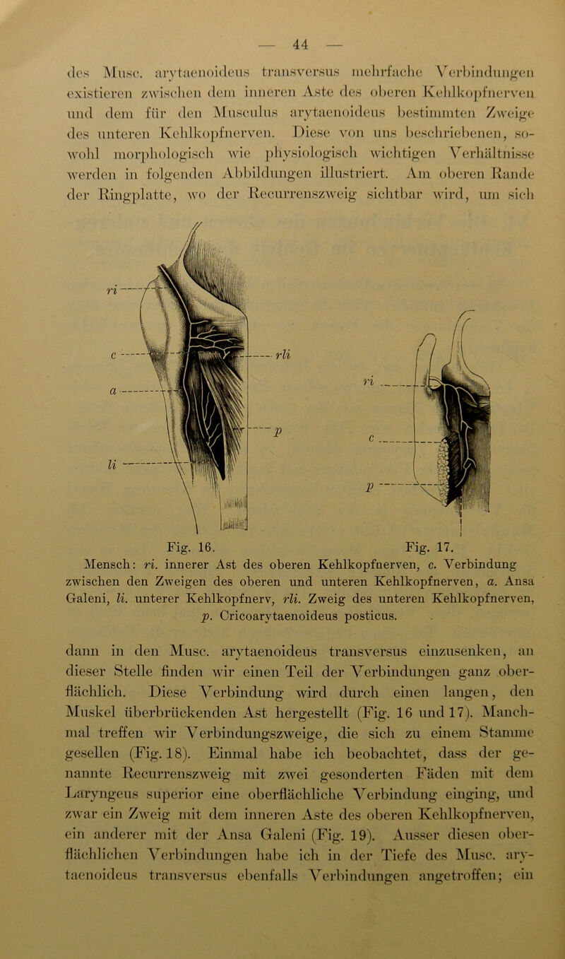 {los Muse, arytaenoideus transversus mehrfache Verbindungen existieren zwischen dein inneren Aste des oberen Kehlkopfnerven und dem für den Musculus arytaenoideus bestimmten Zweige des unteren Kehlkopf nerven. Diese von uns beschriebenen, so- wohl morphologisch wie physiologisch wichtigen Verhältnisse werden in folgenden Abbildungen illustriert. Am oberen Rande der Ringplatte, wo der Recurrenszweig sichtbar wird, um sich Fig. 16. Fig. 17. Mensch: ri. innerer Ast des oberen Kehlkopfuerven, c. Verbindung zwischen den Zweigen des oberen und unteren Kehlkopfnerven, a. Ansa Galeni, li. unterer Iveblkopfnerv, rli. Zweig des unteren Kehlkopfnerven, p. Cricoarytaenoideus posticus. dann in den Muse, arytaenoideus transversus einzusenken, an dieser Stelle finden wir einen Teil der Verbindungen ganz ober- flächlich. Diese Verbindung wird durch einen langen, den Muskel überbrückenden Ast hergestellt (Fig. 16 und 17). Manch- mal treffen wir Verbindungszweige, die sich zu einem Stamme gesellen (Fig. 18). Einmal habe ich beobachtet, dass der ge- nannte Recurrenszweig mit zwei gesonderten Fäden mit dem Laryngeus süperior eine oberflächliche Verbindung einging, und zwar ein Zweig mit dem inneren Aste des oberen Kehlkopf nerven, ein anderer mit der Ansa Galeni (Fig. 19). Ausser diesen ober- flächlichen Verbindungen habe ich in der Tiefe des Muse, ary- taenoideus transversus ebenfalls Verbindungen angetroffen; ein
