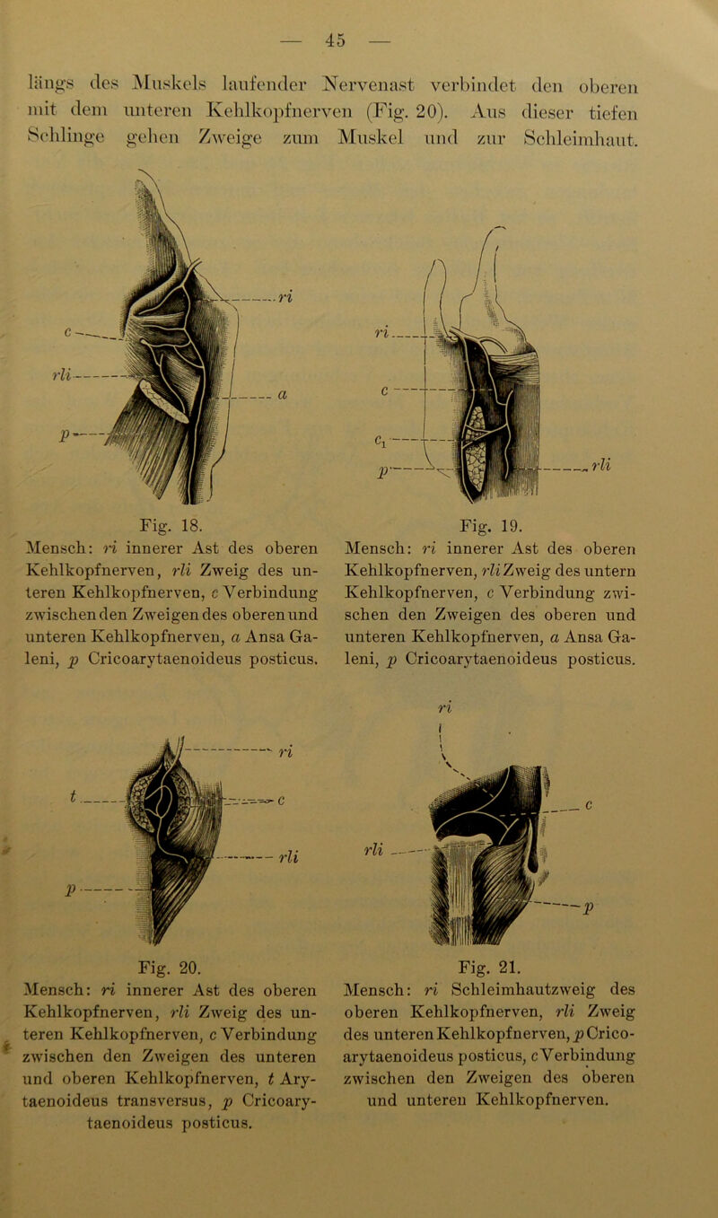 längs des Muskels laufender Nervenast verbindet den oberen mit dem unteren Kehlkopfnerven (Fig. 20). Aus dieser tiefen Schlinge gehen Zweige zum Fig. 18. Mensch: ri innerer Ast des oberen Kehlkopfnerven, rli Zweig des un- teren Kehlkopfnerven, c Verbindung zwischen den Zweigendes oberen und unteren Kehlkopfnerven, a Ansa Ga- leni, p Cricoarytaenoideus posticus. Fig. 20. Mensch: ri innerer Ast des oberen Kehlkopfnerven, rli Zweig des un- teren Kehlkopfnerven, c Verbindung zwischen den Zweigen des unteren und oberen Kehlkopfnerven, t Ary- taenoideus transversus, p Cricoary- taenoideus posticus. Muskel und zur Schleimhaut. Fig. 19. Mensch: ri innerer Ast des oberen Kehlkopfnerven, rli Zweig des untern Kehlkopfnerven, c Verbindung zwi- schen den Zweigen des oberen und unteren Kehlkopfnerven, a Ansa Ga- leni, p Cricoarytaenoideus posticus. ri i i >, Fig. 21. Mensch: ri Schleimhautzweig des oberen Kehlkopfnerven, rli Zweig des unteren Kehlkopf nerven, p Crico- arytaenoideus posticus, c Verbindung zwischen den Zweigen des oberen und unteren Kehlkopfnerven.