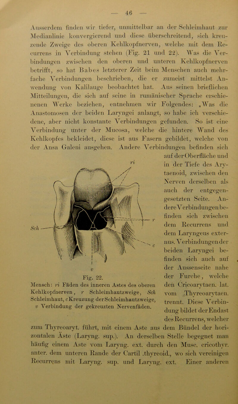 der Ansa Galen i ausgehen. Ausserdem finden wir tiefer, unmittelbar an der Schleimhaut zur Medianlinie konvergierend und diese überschreitend, sich kreu- zende1 Zweige des oberen Kehlkopf nerven, welche mit dem Re- currens in Verbindung stehen (Fig. 21 und 22). Was die Ver- bindungen zwischen den oberen und unteren Kehlkopfnerven betrifft, so hat Babes letzterer Zeit beim Menschen auch mehr- fache Verbindungen beschrieben, die er zumeist mittelst An- wendung von Kalilauge beobachtet hat. Aus seinen brieflichen Mitteilungen, die sich auf seine in rumänischer Sprache erschie- nenen Werke beziehen, entnehmen wir Folgendes: „Was die Anastomosen der beiden Laryngei anlangt, so habe ich verschie- dene, aber nicht konstante Verbindungen gefunden. So ist eine Verbindung unter der Mucosa, welche die hintere Wand des Kehlkopfes bekleidet, diese ist aus Fasern gebildet, welche von Andere Verbindungen befinden sich auf der Oberfläche und in der Tiefe des Ary- taenoid, zwischen den Nerven derselben als auch der entgegen- gesetzten Seite. An- dere ATerbindungen be- finden sich zwischen dem Recurrens und dem Laryngeus exter- nus. Verbindungen der beiden Laryngei be- finden sich auch auf der Aussenseite nahe der Furche, welche den Cricoarytaen. lat. vom Thyreoarytaen. trennt. Diese Verbin- dung: bildet der Endast Sch Fig. 22. Mensch: ri Fäden des inneren Astes des oberen Kehlkopfnerven, r Schleimhautzweige, Sch Schleimhaut, c Kreuzung der Schleimhautzweige, v Verbindung der gekreuzten Nervenfäden. des Recurrens, welcher zum Thyreoaryt. führt, mit einem Aste aus dem Bündel der hori- zontalen Aste (Laryng. sup.). An derselben Stelle begegnet man häufig einem Aste vom Laryng. ext. durch den Muse, cricothyr. anter. dem unteren Rande der Cartil .thyreoid., wo sich vereinigen Recurrens mit Laryng. sup. und Laryng. ext. Einer anderen