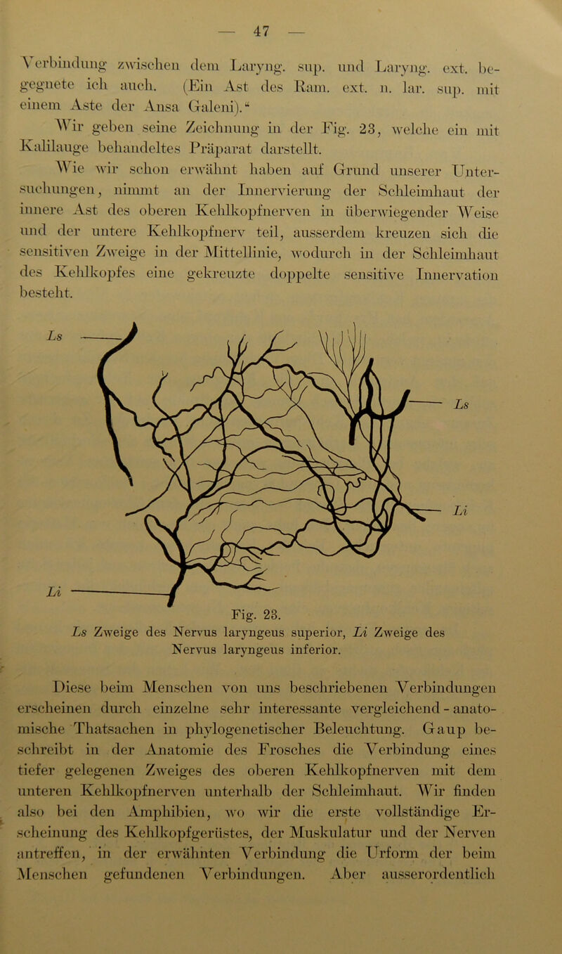 A erbindung zwischen dem Laryng. sup. und Laryng. ext, be- gegnete ich auch. (Ein Ast des Rani. ext. n. lar. sup. mit einem Aste der Ansa Galeni).“ AVir geben seine Zeichnung in der Fig. 23, welche ein mit Kalilauge behandeltes Präparat darstellt. Wie wir schon erwähnt haben auf Grund unserer Unter- suchungen , nimmt an der Innervierung der Schleimhaut der innere Ast des oberen Kehlkopfnerven in überwiegender Weise und der untere Kehl köpf nerv teil, ausserdem kreuzen sich che sensitiven Zweige in der Mittellinie, wodurch in der Schleimhaut des Kehlkopfes eine gekreuzte doppelte sensitive Innervation besteht. Fig. 23. Ls Zweige des Nervus laryngeus superior, Li Zweige des Nervus laryngeus inferior. Diese beim Menschen von uns beschriebenen Verbindungen erscheinen durch einzelne sehr interessante vergleichend - anato- mische Tliatsachen in phylogenetischer Beleuchtung. Gaup be- schreibt in der Anatomie des Frosches die Verbindung eines tiefer gelegenen Zweiges des oberen Kehlkopfnerven mit dem unteren Kehlkopfnerven unterhalb der Schleimhaut. Wir finden also bei den Amphibien, wo wir die erste vollständige Er- scheinung des Kehlkopfgerüstes, der Muskulatur und der Nerven antreffen, in der erwähnten Verbindung die Urform der beim Menschen gefundenen Verbindungen. Aber ausserordentlich
