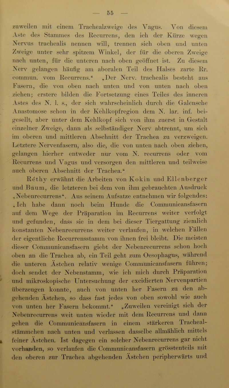 zuweilen mit einem Trachealzweige des Vagus. Von diesem Aste des Stammes des Recurrens, den icli der Kürze wegen Nervus trachealis nennen will, trennen sich oben und unten Zweige unter sehr spitzem Winkel, der für die oberen Zweige nach unten, für die unteren nach oben geöffnet ist. Zu diesem Nerv gelangen häufig am aboralen Teil des Halses zarte Rr. comniun. vom Recurrens.“ „Der Nerv, trachealis besteht aus Fasern, die von oben nach unten und von unten nach oben ziehen; erstere bilden die Fortsetzung eines Teiles des inneren Astes des N. 1. s., der sich wahrscheinlich durch die Galensche Anastomose schon in der Kehlkopfregion dem N. lar. inf. bei- gesellt, aber unter dem Kehlkopf sich von ihm zuerst in Gestalt einzelner Zweige, dann als selbständiger Nerv abtrennt, um sich im oberen und mittleren Abschnitt der Trachea zu verzweigen. Letztere Nervenfasern, also die, die von unten nach oben ziehen, gelangen hierher entweder nur vom N. recurrens oder vom Recurrens und Vagus und versorgen den mittleren und teilweise auch oberen Abschnitt der Trachea,“ Retliy erwähnt die Arbeiten von Kokin und Ellenberger und Baum, die letzteren bei dem von ihm gebrauchten Ausdruck „Nebenrecurrens“. Aus seinem Aufsätze entnehmen wir folgendes: „ Ich habe dann noch beim Hunde die Communicansfasern auf dem Wege der Präparation im Recurrens weiter verfolgt und gefunden, dass sie in dem bei dieser Tiergattung ziemlich konstanten Nebenrecurrens weiter verlaufen, in welchen Fällen der eigentliche Recurrensstamm von ihnen frei bleibt. Die meisten dieser Communicansfasern giebt der Nebenrecurrens schon hoch oben an die Trachea ab, ein Teil geht zum Oesophagus, während die unteren Ästchen relativ wenige Communicansfasern führen; doch sendet der Nebenstamm, wie ich mich durch Präparation und mikroskopische Untersuchung der excidierten Nervenpartien überzeugen konnte, auch von unten her Fasern zu den ab- gehenden Ästchen, so dass fast jedes von oben sowohl wie auch von unten her Fasern bekommt,“ „Zuweilen vereinigt sich der Nebenrecurrens weit unten wieder mit dem Recurrens und dann gehen die Communicansfasern in einem stärkeren Trachea!- stämmchen nach unten und verlassen dasselbe allmählich mittels i feiner Ästchen. Ist dagegen ein solcher Nebenrecurrens gar nicht vorhanden, so verlaufen die Communicansfasern grösstenteils mit den oberen zur Trachea abgehenden Ästchen peripherwärts und