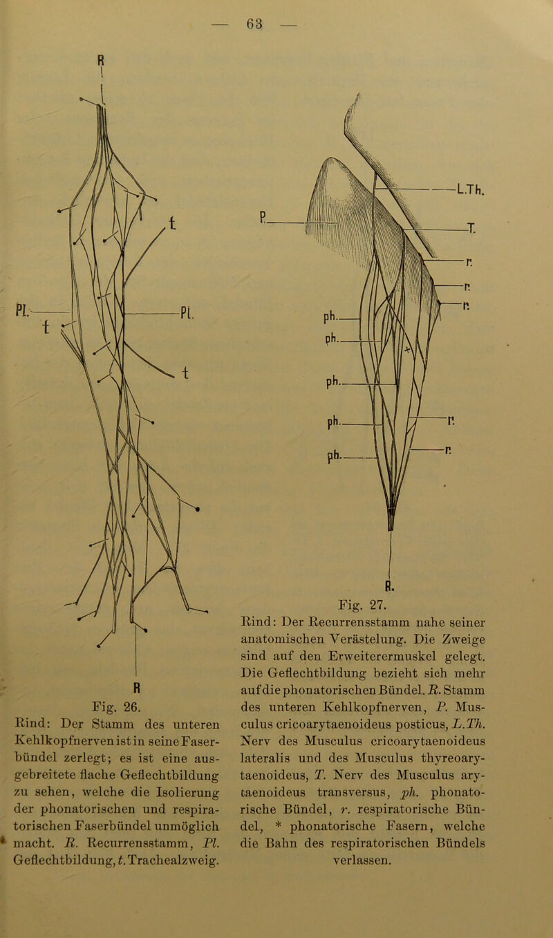 R i Fig. 26. Rind: Der Stamm des unteren Kehlkopfnerven ist in seine Faser- bündel zerlegt; es ist eine aus- gebreitete flache Geflechtbildung zu sehen, welche die Isolierung der phonatorischen und respira- torischen Faserbündel unmöglich 4 macht. R. Recurrensstamm, PI. Geflechtbildung, t. Trachealzweig. Rind: Der Recurrensstamm nahe seiner anatomischen Verästelung. Die Zweige sind auf den Erweiterermuskel gelegt. Die Geflechtbildung bezieht sich mehr auf die phonatorischen Bündel. R. Stamm des unteren Kehlkopfnerven, P. Mus- culus cricoarytaenoideus posticus, L.Th. Nerv des Musculus cricoarytaenoideus lateralis und des Musculus thyreoary- taenoideus, T. Nerv des Musculus ary- taenoideus transversus, ph. phonato- rische Bündel, r. respiratorische Bün- del, * phonatorische Fasern, welche die Bahn des respiratorischen Bündels verlassen.