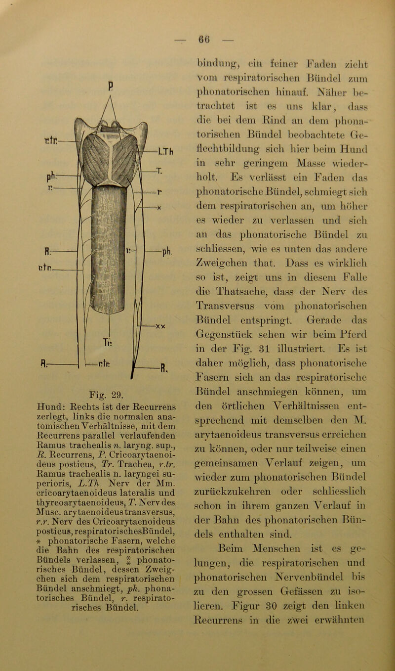 P Fig. 29. Hund: Rechts ist der Recurrens zerlegt, links die normalen ana- tomischen Verhältnisse, mit dem Recurrens parallel verlaufenden Ramus trachealis n. laryng. sup., R. Recurrens, P. Cricoarytaenoi- deus posticus, Tr. Trachea, r.tr. Ramus trachealis n. laryngei su- perioris, L.Th Nerv der Mm. cricoarytaenoideus lateralis und thyreoarytaenoideus, T. Nerv des Muse, arytaenoideustransversus, r.r. Nerv des Cricoarytaenoideus posticus, respiratorischesBündel, * phonatorische Fasern, welche die Bahn des respiratorischen Bündels verlassen, £ phonato- risches Bündel, dessen Zweig- ehen sich dem respiratorischen Bündel anschmiegt, ph. phona- torisches Bündel, r. respirato- risches Bündel. bindungj ein feiner Faden zieht vom respiratorischen Bündel zum phonatorischen hinauf. Näher be- trachtet ist es uns klar, dass die bei dem Rind an dem phona- torischen Bündel beobachtete Ge- flechtbildung sich hier beim Hund in sehr geringem Masse wieder- holt. Es verlässt ein Faden das phonatorische Bündel, schmiegt sich dem respiratorischen an, um höher es wieder zu verlassen und sich an das phonatorische Bündel zu schliessen, wie es unten das andere Zweigehen that. Dass es wirklich so ist, zeigt uns in diesem Falle die Thatsache, dass der Nerv des Transversus vom phonatorischen Bündel entspringt. Gerade das Gegenstück sehen wir beim Pferd in der Fig. 31 illustriert. Es ist daher möglich, dass phonatorische Fasern sich an das respiratorische Bündel anschmiegen können, um den örtlichen Verhältnissen ent- sprechend mit demselben den M. arytaenoideus transversus erreichen zu können, oder nur teilweise einen gemeinsamen Verlauf zeigen, um wieder zum phonatorischen Bündel zurückzukehren oder schliesslich schon in ihrem ganzen Verlauf in der Bahn des phonatorischen Bün- dels enthalten sind. Beim Menschen ist es ge- lungen, die respiratorischen und phonatorischen Nervenbündel bis zu den grossen Gefässen zu iso- lieren. Figur 30 zeigt den linken Recurrens in die zwei erwähnten