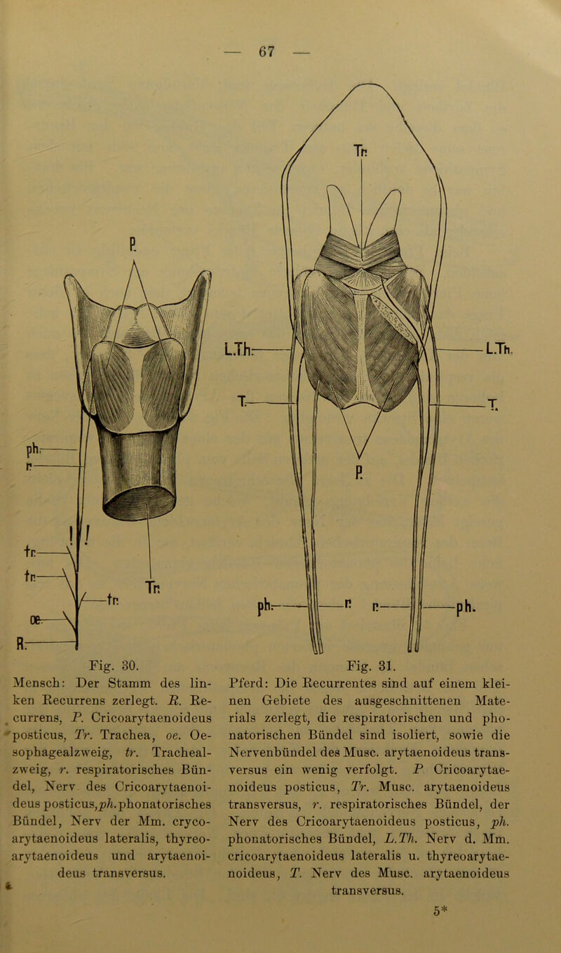 Fig. 30. Mensch: Der Stamm des lin- ken Recurrens zerlegt. B. Re- currens, P. Cricoarytaenoideus posticus, Tr. Trachea, oe. Oe- sophagealzweig, tr. Tracheal- zweig, r. respiratorisches Bün- del, Nerv des Cricoarytaenoi- deus posticus,^»/i.phonatorisches Bündel, Nerv der Mm. cryco- arytaenoideus lateralis, thyreo- arytaenoideus und arytaenoi- deus transversus. ft Fig. 31. Pferd: Die Recurrentes sind auf einem klei- nen Gebiete des ausgeschnittenen Mate- rials zerlegt, die respiratorischen und pho- natorischen Bündel sind isoliert, sowie die Nervenbündel des Muse, arytaenoideus trans- versus ein wenig verfolgt. P Cricoarytae- noideus posticus, Tr. Muse, arytaenoideus transversus, r. respiratorisches Bündel, der Nerv des Cricoarytaenoideus posticus, ph. phonatorisches Bündel, L.Th. Nerv d. Mm. cricoarytaenoideus lateralis u. thyreoarytae- noideus, T. Nerv des Muse, arytaenoideus transversus. 5*