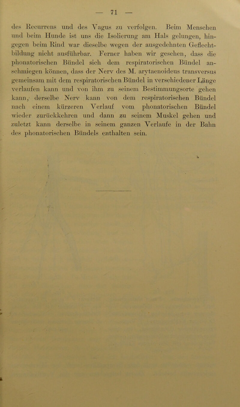 des Recurrens und des Vagus zu verfolgen. Beim Menschen und beim Hunde ist uns die Isolierung am Hals gelungen, hin- gegen beim Rind war dieselbe wegen der ausgedehnten Geflecht- bildung nicht ausführbar. Ferner haben wir gesehen, dass die phonatorischen Bündel sich dem respiratorischen Bündel an- scluniegen können, dass der Nerv des M. arytaenoideus transversus gemeinsam mit dem respiratorischen Bündel in verschiedener Länge verlaufen kann und von ihm zu seinem Bestimmungsorte gehen kann, derselbe Nerv kann von dem respiratorischen Bündel nach einem kürzeren Verlauf vom phonatorischen Bündel wieder zurückkehren und dann zu seinem Muskel gehen und zuletzt kann derselbe in seinem ganzen Verlaufe in der Bahn des phonatorischen Bündels enthalten sein.