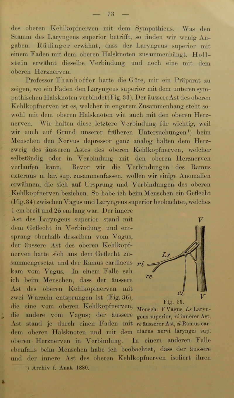 des oberen Kehlkopfnerven mit dem Sympathicus. Was den Stamm des Laryngeus snperior betrifft, so finden wir wenig An- gaben. Rüdinger erwähnt, dass der Laryngeus snperior mit einem Faden mit dem oberen Halsknoten Zusammenhänge Holl- st ein erwähnt dieselbe Verbindung und noch eine mit dem oberen Herznerven. Professor Th anhoff er hatte die Güte, mir ein Präparat zu zeigen, wo ein Faden den Laryngeus snperior mit dem unteren sym- pathischen Halsknoten verbindet (Fig. 33). Der äussere Ast des oberen Kehlkopf nerven ist es, welcher in engerem Zusammenhang steht so- wohl mit dem oberen Halsknoten wie auch mit den oberen Herz- nerven. Wir halten diese, letztere Verbindung für wichtig, weil wir auch auf Grund unserer früheren Untersuchungen1) beim Menschen den Uervus depressor ganz analog halten dem Herz- zweig des äusseren Astes des oberen Kehlkopf nerven, welcher selbständig oder in Verbindung mit den oberen Herznerven verlaufen kann. Bevor wir die Verbindungen des Ramus externus n. lar. sup. zusammenfassen, wollen wir einige Anomalien erwähnen, die sich auf Ursprung und Verbindungen des oberen Kehlkopfnerven beziehen. So habe ich beim Menschen ein Geflecht (Fig. 34) zwischen V agus undLaryngeus superior beobachtet, welches 1 cm breit und 2 5 cm lang war. Der innere Ast des Laryngeus superior stand mit dem Geflecht in Verbindung und ent- sprang oberhalb desselben vom Vagus, der äussere Ast des oberen Kehlkopf- nerven hatte sich aus dem Geflecht zu- sammengesetzt und der Ramus cardiacus kam vom Vagus. In einem Falle sah ich beim Menschen, dass der äussere Ast des oberen Kehlkopfnerven mit zwei Wurzeln entsprungen ist (Fig. 36), die eine vom oberen Kehlkopfnerven, die andere vom Vagus; der äussere Ast stand je durch einen Faden mit re äusserer Ast, cl Ramus car- dem oberen Halsknoten und mit dem diacus nervi laryngei sup. oberen Herznerven in Verbindung. In einem anderen Falle ebenfalls beim Menschen habe ich beobachtet, dass der äussere und der innere Ast des oberen Kehlkopf nerven isoliert ihren Archiv f. Anat. 1880. V Ci Fig. 35. Mensch: VVagus, Ls Laryn- geus superior, ri innerer Ast,