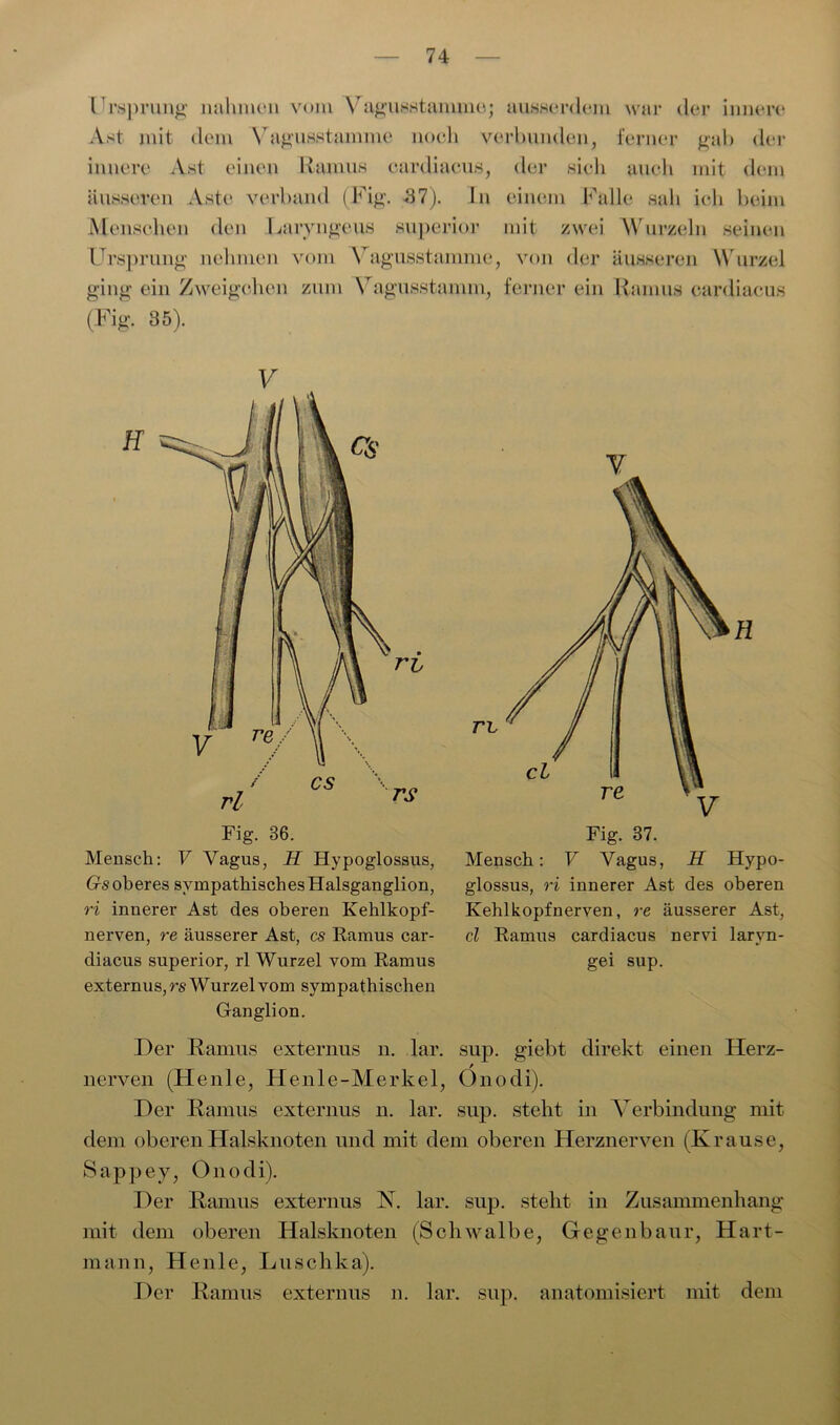 l rsprung nahmen vom Vagusstammoj ausserdem war der innere Ast mit dem Vagusstjunme noch verbunden, ferner gab der innere Ast einen Ramus cardiacus, der sich auch mit dem äusseren Aste verband (Fig. 37). In einem Falle sah ieli beim Menschen den Laryngeus superior mit zwei Wurzeln seinen Ursprung nehmen vom Vagusstamme, von der äusseren Wurzel ging ein Zweigehen zum Vagusstamm, ferner ein Ramus cardiacus (Fig. 35). V Fig. 36. Mensch: V Vagus, H Hypoglossus, Gs oberes sympathischesHalsganglion, ri innerer Ast des oberen Kehlkopf- nerven, re äusserer Ast, cs Ramus car- diacus superior, rl Wurzel vom Ramus externus,rs Wurzel vom sympathischen Ganglion. V Fig. 37. Mensch: V Vagus, H Hypo- glossus, ri innerer Ast des oberen Kehlkopfnerven, re äusserer Ast, cl Ramus cardiacus nervi laryn- gei sup. Der Ramus externus n. lar. sup. giebt direkt einen Herz- / nerven (Henle, Henle-Merkel, Onodi). Der Ramus externus n. lar. sup. steht in Verbindung mit dem oberen Halsknoten und mit dem oberen Herznerven (Krause, Sappey, Onodi). Der Ramus externus X. lar. sup. stellt in Zusammenhang mit dem oberen Halsknoten (Schwalbe, Gegenbaur, Hart- mann, Henle, Luschka). Der Ramus externus n. lar. sup. anatomisiert mit dem