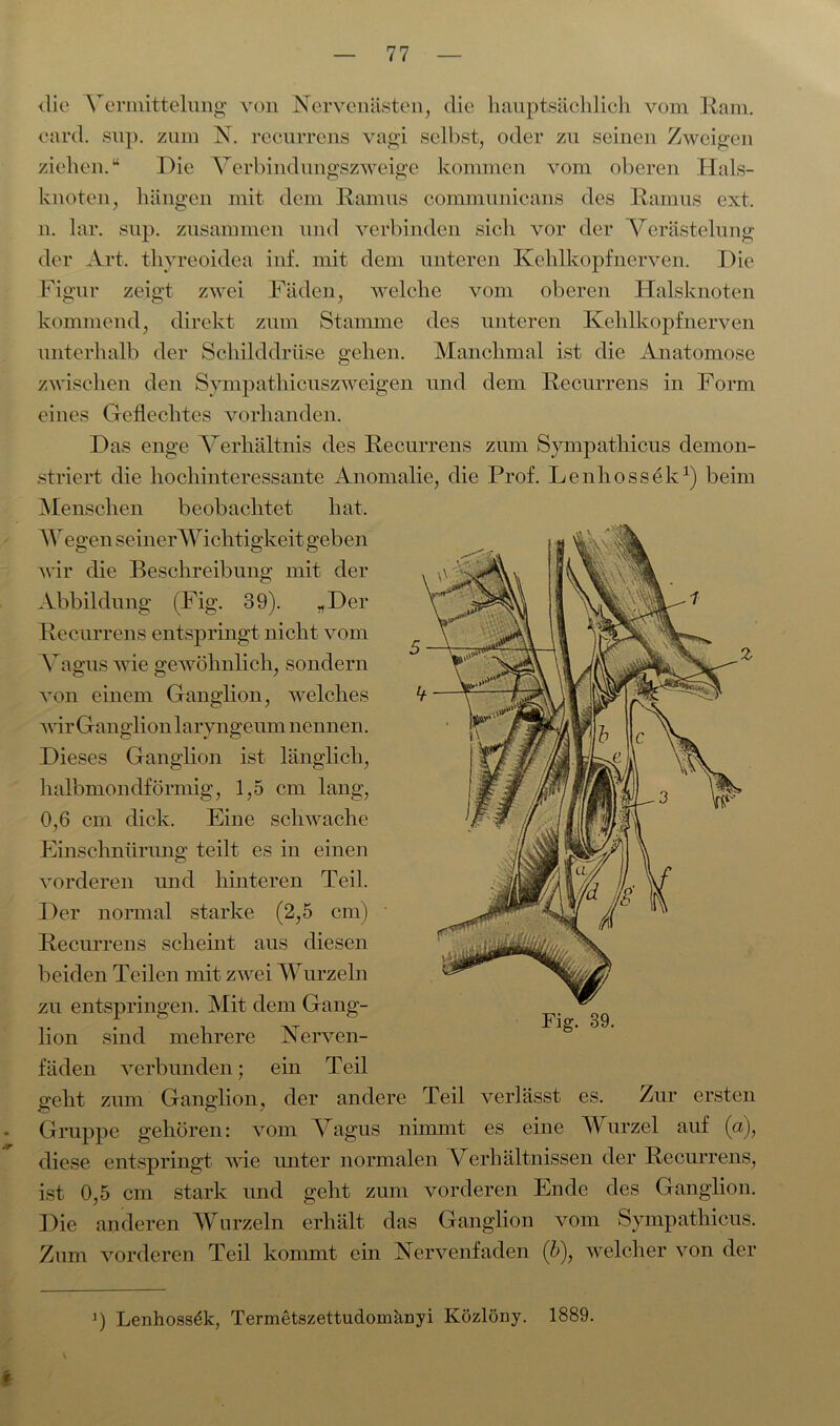 <lie Vermittelung von Nervenästen, die hauptsächlich vom Kam. card. sup. zum N. recurrens vagi selbst, oder zu seinen Zweigen ziehen.“ Die Verbindungszweige kommen vom oberen Hals- knoten, hängen mit dem Ramus communicans des Ramus ext. n. lar. sup. zusammen und verbinden sich vor der Verästelung der Art. thyreoidea inf. mit dem unteren Kehlkopfnerven. Die Figur zeigt zwei Fäden, welche vom oberen Halsknoten kommend, direkt zum Stamme des unteren Kehlkopf nerven unterhalb der Schilddrüse gehen. Manchmal ist die Anatomose zwischen den Sympathicuszweigen und dem Recurrens in Form eines Geflechtes vorhanden. Das enge Verhältnis des Recurrens zum Sympathicus demon- striert die hochinteressante Anomalie, die Prof. Lenliossek1) beim Menschen beobachtet hat. Wegen seinerWichtigkeit geben wir die Beschreibung mit der Abbildung (Fig. 39). „Der Recurrens entspringt nicht vom Vagus wie gewöhnlich, sondern von einem Ganglion, welches wir Ganglion laryngeum nennen. Dieses Ganglion ist länglich, halbmondförmig, 1,5 cm lang, 0,6 cm dick. Eine schwache Einschnürung teilt es in einen vorderen und hinteren Teil. Der normal starke (2,5 cm) Recurrens scheint aus diesen beiden Teilen mit zwei Wurzeln zu entspringen. Mit dem Gang- lion sind mehrere Nerven- fäden verbunden; ein Teil geht zum Ganglion, der andere Teil verlässt es. Zur ersten Gruppe gehören: vom Vagus nimmt es eine Wurzel auf (a), diese entspringt wie unter normalen Verhältnissen der Recurrens, ist 0,5 cm stark und geht zum vorderen Ende des Ganglion. Die anderen Wurzeln erhält das Ganglion vom Sympathicus. Zum vorderen Teil kommt ein Nervenfaden (b), welcher von der J) Lenhossdk, Termetszettudomknyi Közlöny. 1889.