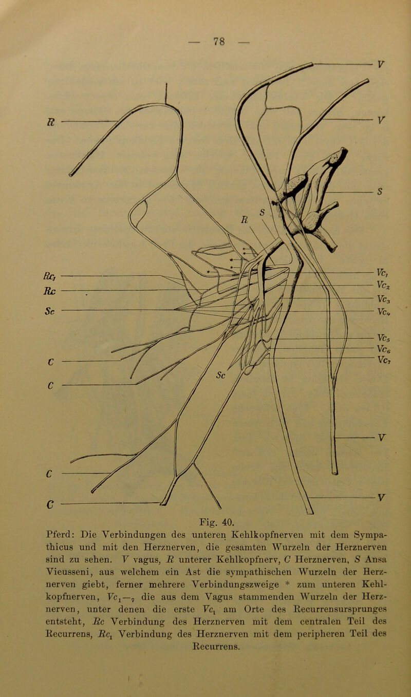 Fig. 40. Pferd: Die Verbindungen des unteren Kelilkopfnerven mit dem Sympa- thicus und mit den Herznerven, die gesamten Wurzeln der Herznerven sind zu sehen. V vagus, R unterer Kehlkopfnerv, C Herznerven, S Ansa Vieusseni, aus welchem ein Ast die sympathischen Wurzeln der Herz- nerven giebt, ferner mehrere Verbindungszweige * zum unteren Kehl- kopfnerven, FCj—7 die aus dem Vagus stammenden Wurzeln der Herz- nerven, unter denen die erste Vcr am Orte des Recurrensursprunges entsteht, Rc Verbindung des Herznerven mit dem centralen Teil des Recurrens, Rcx Verbindung des Herznerven mit dem peripheren Teil des Recurrens.