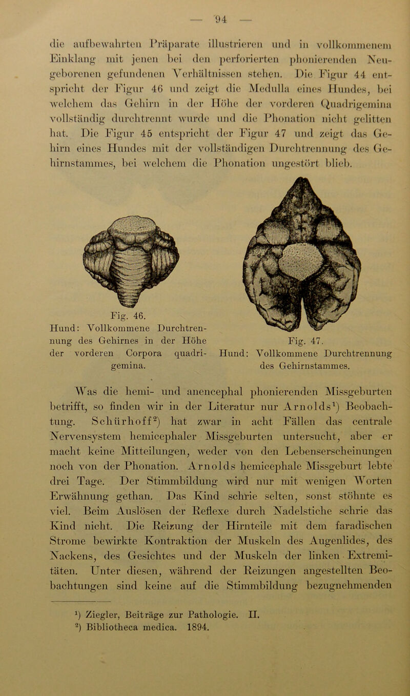die aufbewahrten Präparate illustrieren und in vollkommenem Einklang mit jenen bei den perforierten phonierenden Neu- geborenen gefundenen Verhältnissen stehen. Pie Figur 44 ent- spricht der Figur 46 und zeigt die Medulla eines Hundes, bei welchem das Gehirn in der Höhe der vorderen Qiiadrigemina vollständig durchtrennt wurde und die Phonation nicht gelitten hat. Pie Figur 45 entspricht der Figur 47 und zeigt das Ge- hirn eines Hundes mit der vollständigen Purchtrennung des Ge- hirnstammes, bei welchem die Phonation ungestört blieb. Fig. 46. Hund: Vollkommene Durchtren- nung des Gehirnes in der Höhe der vorderen Corpora quadri- gemina. Fig. 47. Hund: Vollkommene Durchtrennung des Gehirnstammes. Was die hemi- und anencephal phonierenden Missgeburten betrifft, so finden wir in der Literatur nur Arnolds1) Beobach- tung. Schürhoff2) hat zwar in acht Fällen das centrale Nervensystem hemicephaler Missgeburten untersucht, aber er macht keine Mitteilungen, weder von den Lebenserscheinungen noch von der Phonation. Arnolds hemicephale Missgeburt lebte drei Tage. Per Stimmbildung wird nur mit wenigen Worten Erwähnung gethan. Pas Kind schrie selten, sonst stöhnte es viel. Beim Auslösen der Reflexe durch Nadelstiche schrie das Kind nicht. Pie Reizung der Hirnteile mit dem faradischen Strome bewirkte Kontraktion der Muskeln des Augenlides, des Nackens, des Gesichtes und der Muskeln der linken Extremi- täten. Unter diesen, während der Reizungen angestellten Beo- bachtungen sind keine auf die Stimmbildung bezugnehmenden a) Ziegler, Beiträge zur Pathologie. II. 2) Bibliotheca medica. 1894.