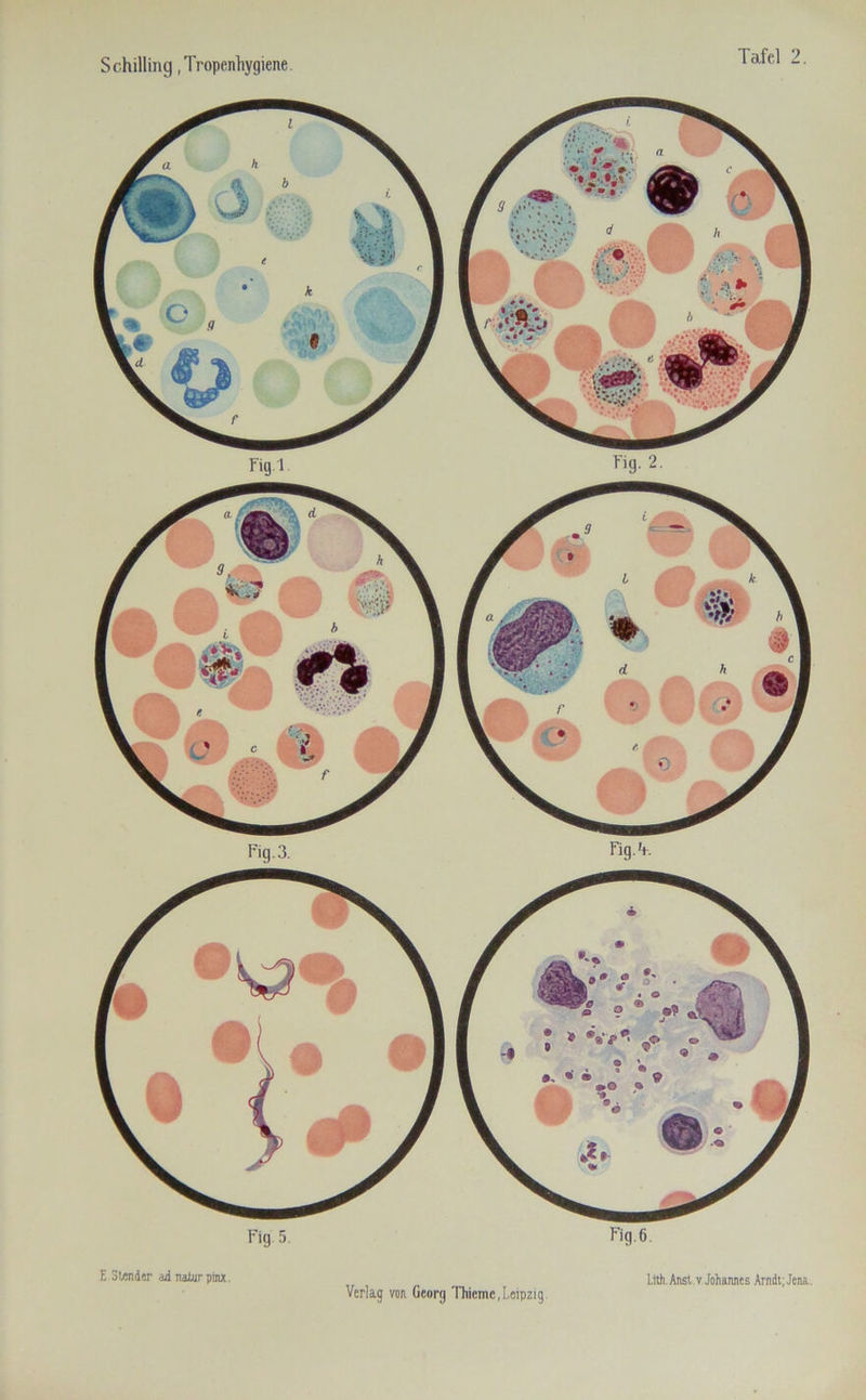 E Stender ad nalijrpmx. Ltth. Anst v Johannes Arndt; Jena.