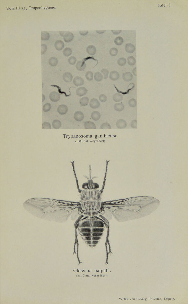 Trypanosoma gambiense (1000 mal vergrößert) Glossina palpalis (ca. 7 mal vergrößert)