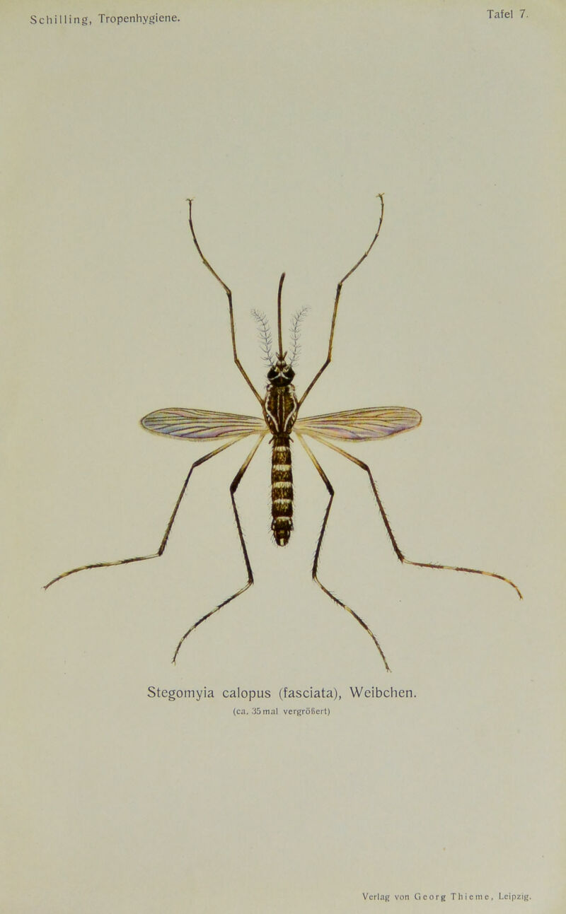 Stegomyia calopus (fasciata), Weibchen. (ca. Ö5mal vergrößert)