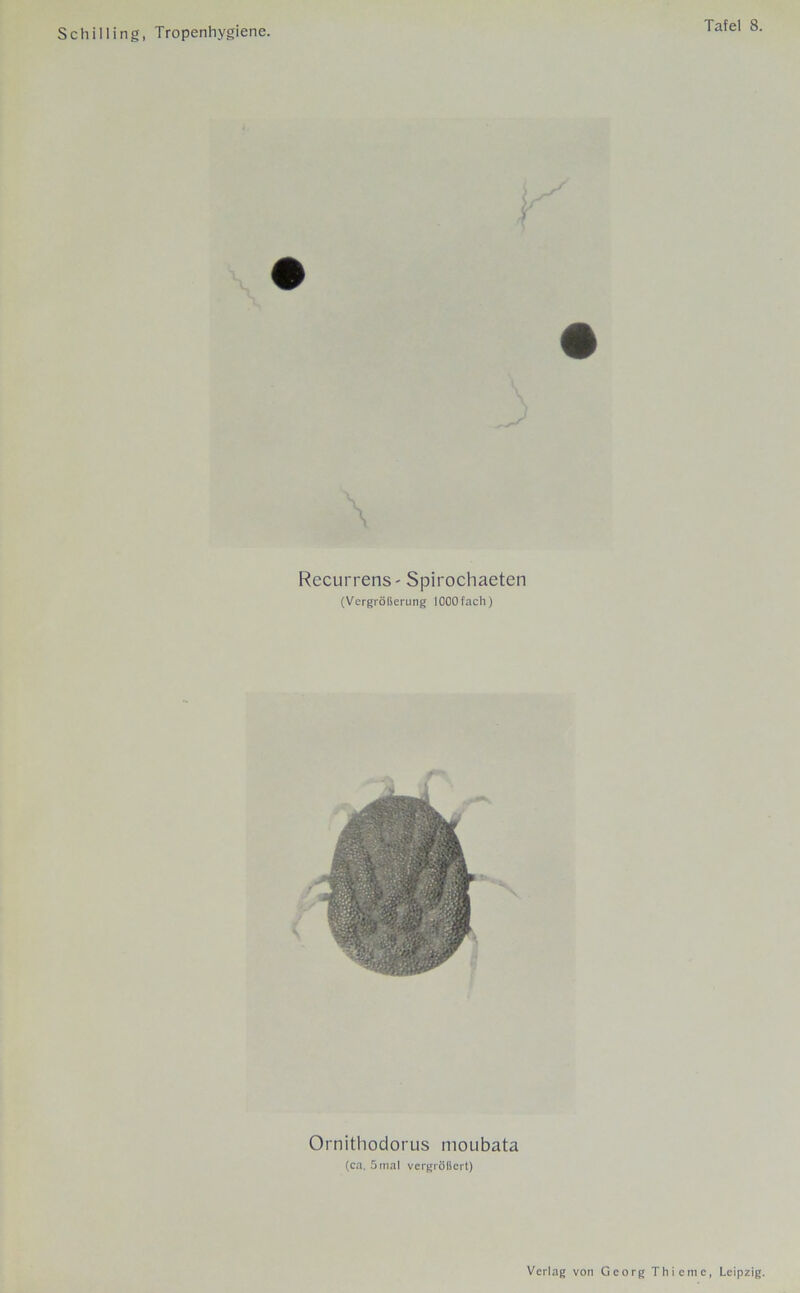 Recurrens - Spirochaeten (Vergrößerung 1000 fach) Ornithodorus moubata (ca. 5 mal vergrößert)