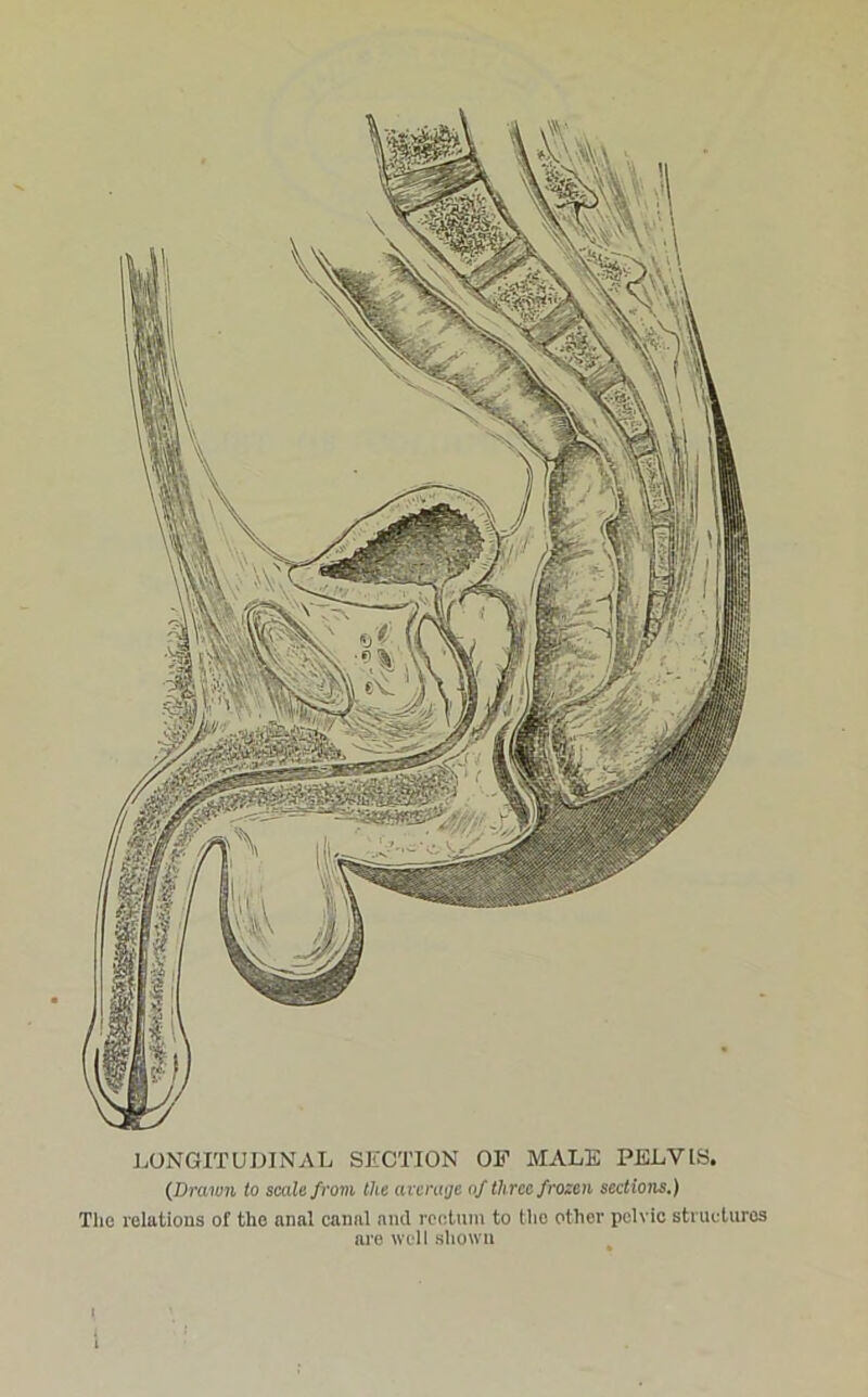 LONGITUDINAL SECTION OF MALE PELVIS. (Drawn to scale from the average of three frozen sections.) The relations of the anal canal and rectum to the other pelvic structures are well shown