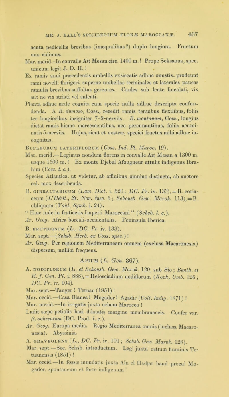 acuta pedicellis brevibus (inacqualibus ?) duplo longiora. Fructura non vidimus. Mar. merid.-In convalle Ait Mesan circ. 1400 in.! Prope Seksaoua, spec, unicuni legit J. D. H.! Ex rarnis anni prmcedentis umbellis exsiccatis adhuc onustis, prodeunt rami novelli fforigeri, superne umbellas terminales et laterales paucas ramulis brevibus sutfultas gerentes. Caules sub lente lineolati, vix aut ne vix striati vel sulcati. Planta adhuc male cognita cum specie nulla adhuc descripta confun- denda. A B. dumoso, Coss., recedit rarnis tenuibus flexilibus, foliis ter longioribus insigniter 7-9-nerviis. B. montanum, Coss., longius distat ramis hieme marcescentibus, nec perennantibus, foliis acumi- natis 5-nerviis. Hujus, sicut et nostrae, speciei fructus mihi adhuc in- cognitus. Bupleurum lateriflorum (Coss. Ind. PI. Maroc. 19). Mar. merid.—Legimus nondum florensin convalle Ait Mesan a 1300 m. usque 1600 m. ! Ex monte Djebel Afougueur attulit indigenus Ibra- him (Coss. 1. c.). Species Atlantica, ut videtur, ab affinibus omnino distincta, ab auctore cel. mox describenda. B. gibraltaricum (Lam. Diet. i. 520; DC. Pr. iv. 133), = B. coria- ceum (L’Herit., St. Nov. fasc. 6; Schousb. Gew. Marok. 113), = B. obliquum (Vahl, Symb. i. 24). “ Ilinc iiule in fruticetis Imperii Maroccani” (Schsb. 1. c.). Ar. Geog. Africa boreali-occidentalis. Peninsula Iberica. B. fruticosum (L., DC. Pr. iv. 133). Mar. sept.—(Schsb. Herb, ex Coss. spec.) ! Ar. Geog. Per regionem Mediterranean! omnem (exclusa Macarouesia) dispersum, nullibi frequens. Apium (L. Gen. 367). A. nodiflorum (L. et Schousb. Gew. Marok. 120, sub Sio ; Benth. et H.f. Gen. PL i. 888),= Ilelosciadium nodiflorum (Koch, Umb. 126 ; DC. Pr. iv. 104). Mar. sept.—Tanger ! Tetuan (1851) ! Mar. occid.—Casa Blanca! Mogador! Agadir (Coll. Indig. 1871) ! Mar. merid.—In irrigatis juxta urbem Marocco ! Ludit ssepe petiolis basi dilatatis margine membranaceis. Confer var. S, ochreatum (DC. Prod. 1. c.). Ar. Geog. Europa media. Rcgio Mediterranea omnis (inclusa Macaro- nesia). Abyssinia. A. graveolens (L., DC. Pr. iv. 101; Schsb. Gew. Marok. 128). Mar. sept.—Sec. Schsb. introductum. Legi juxta ostium fluminis Te- tuanensis (1851) ! Mar. occid.—In fossis iuundatis juxta Ain cl Hadjar baud prccul Mo- gador, spontaneum et forte indigeuum !