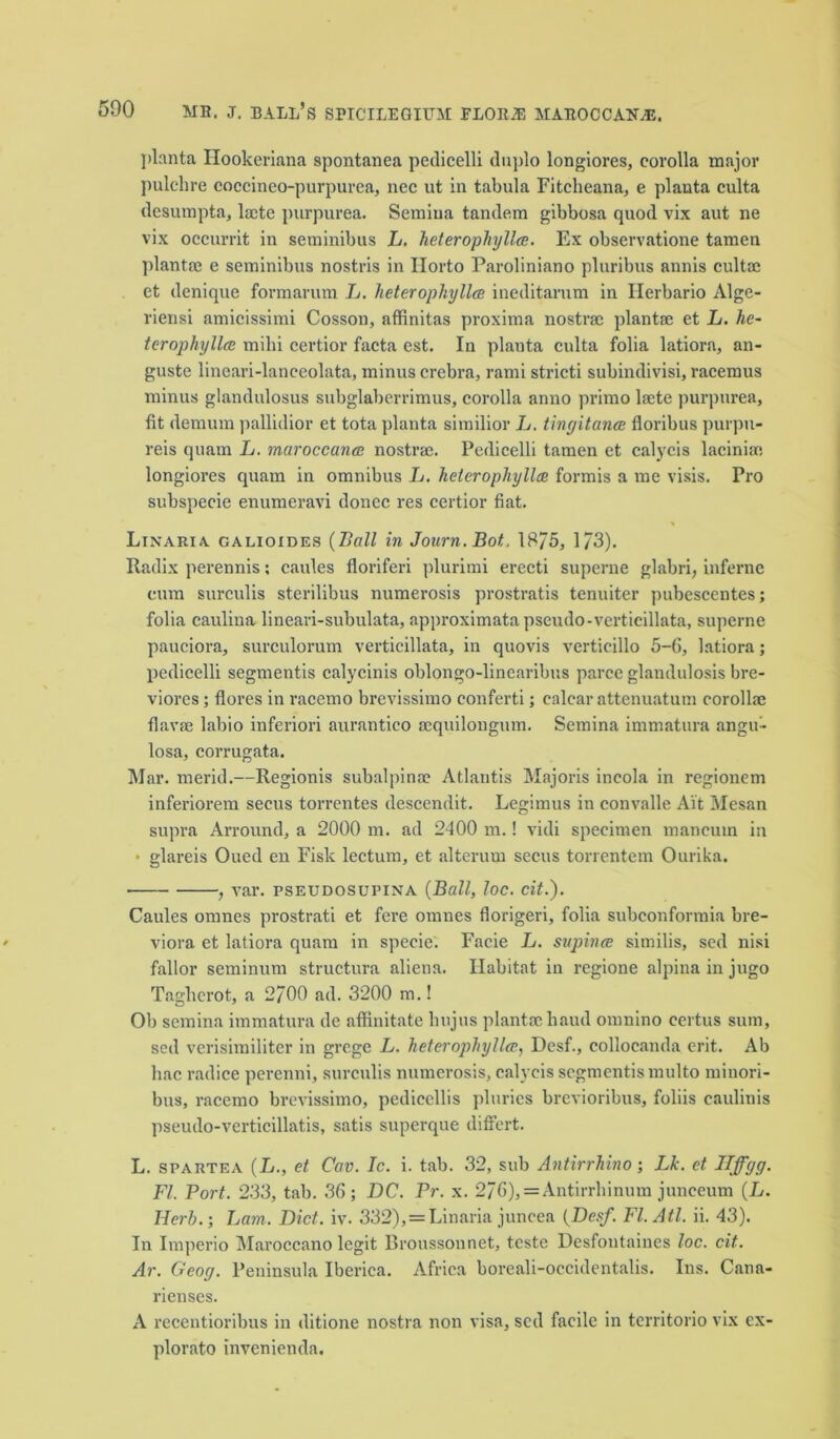 planta Ilookeriana spontanea pedicelli duplo longiores, corolla major pulchre coccineo-purpurea, nec ut in tabula Fitcheana, e plauta culta desumpta, lacte purpurea. Semina tandem gibbosa quod vix aut ne vix occurrit in seminibus L. heterophyllce. Ex observatione tamen plantae e seminibus nostris in Ilorto Paroliniano pluribus annis cultae et denique formarum L. heterophyllce ineditarum in Ilerbario Alge- riensi amicissimi Cosson, affinitas proxima nostrae plantae et L. he- terophyllce milii certior facta est. In plauta culta folia latiora, an- guste lineari-lanceolata, minus crebra, rami stricti subindivisi, racemus minus glandulosus subglaberrimus, corolla anno primo laete purpurea, fit demum pallidior et tota planta similior L. tingitance floribus purpu- reis quam L. maroccance nostrae. Pedicelli tamen et calycis lacinias longiores quam in omnibus L. heterophyllce formis a me visis. Pro subspecie enumeravi donee res certior fiat. * Linaria calioides (Ball in Journ.Bot, 18/5, 1/3). Radix perennis: caules floriferi plurimi erecti superne glabri, inferne cum surculis sterilibus numerosis prostratis tenuiter pubescentes; folia caulina lineari-subulata, approximata pseudo-verticillata, superne pauciora, surculorum verticillata, in quovis verticillo 5-6, latiora; pedicelli segmentis calycinis oblongo-linearibus parce glandulosis bre- viorcs ; flores in racemo brevissimo conferti; calcar attenuatum corollae flavae labio inferiori aurantico aequilongum. Semina immatura angu- losa, corrugata. Mar. merid.—Regionis subalpinae Atlantis Majoris incola in regionem inferiorem secus torrentes descendit. Les-imus in convalle Ait Mesan supra Arround, a 2000 m. ad 2400 m.! vidi specimen maneuin in • glareis Oued en Fisk lectum, et alterum secus torrentem Ourika. , var. pseudosupina (Ball, loc. cit.). Caules omnes prostrati et fere omnes florigeri, folia subconformia bre- viora. et latiora quam in specie. Facie L. svpince similis, sed nisi fallor seminum structura aliena. Habitat in regione alpina in jugo Tagherot, a 2/00 ad. 3200 m.! Ob semina immatura de affinitate hujus plantae baud omnino certus sum, sed verisimiliter in grege L. heterophyllce, Desf., collocanda erit. Ab hac radice perenni, surculis numerosis, calycis segmentis multo minori- bus, racemo brevissimo, pedicellis plurics brevioribus, foliis caulinis pseudo-verticillatis, satis superque differt. L. SPARTEA (Let Cav. Ic. i. tab. 32, sub Antirrhino; Lk. et ITffgg. FI. Port. 233, tab. 36; DC. Pr. x. 2/6), = Antirrhinum junceum (L. Herb.; Lam. Diet. iv. 332), = Linaria juneea (Deaf. FI. Atl. ii. 43). In Imperio Maroccano legit Broussonnet, teste Desfontaines loc. cit. Ar. Geog. Peninsula Iberica. Africa boreali-occidentalis. Ins. Cana- rienscs. A recentioribus in ditione nostra non visa, sed facile in territorio vix ex- plorato invenienda.