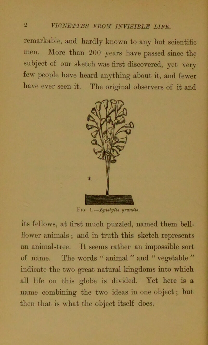 remarkable, and hardly known to any but scientific men. More than 200 years have passed since the subject of our sketch was first discovered, yet very few people have heard anything about it, and fewer have ever seen it. The original observers of it and Fig. 1.—Epistylis grandis. its fellows, at first much puzzled, named them bell- flower animals ; and in truth this sketch represents an animal-tree. It seems rather an impossible sort of name. The words “ animal ” and “ vegetable ” indicate the two great natural kingdoms into which all life on this globe is divided. Yet here is a name combining the two ideas in one object; but then that is what the object itself does.