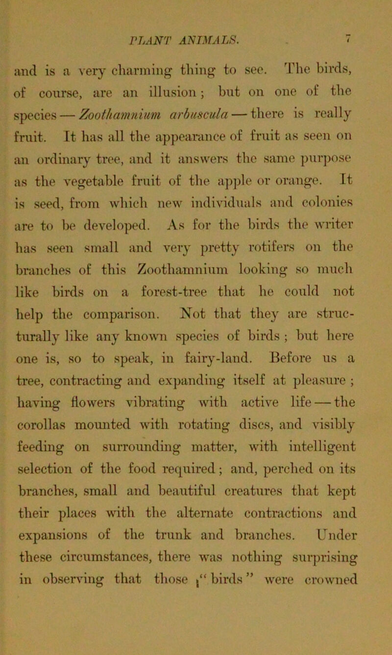 and is a very charming thing to see. The birds, of course, are an illusion; but on one of the species — Zoothamnium arbuscula — there is really fruit. It has all the appearance of fruit as seen on an ordinary tree, and it answers the same purpose as the vegetable fruit of the apple or orange. It is seed, from which new individuals and colonies are to be developed. As for the birds the writer has seen small and very pretty rotifers on the branches of this Zoothamnium looking so much like birds on a forest-tree that he could not help the comparison. Not that they are struc- turally like any known species of birds ; but here one is, so to speak, in fairy-land. Before us a tree, contracting and expanding itself at pleasure ; having flowers vibrating with active life — the corollas mounted with rotating discs, and visibly feeding on surrounding matter, with intelligent selection of the food required; and, perched on its branches, small and beautiful creatures that kept their places with the alternate contractions and expansions of the trunk and branches. Under these circumstances, there was nothing surprising in observing that those j“ birds ” were crowned