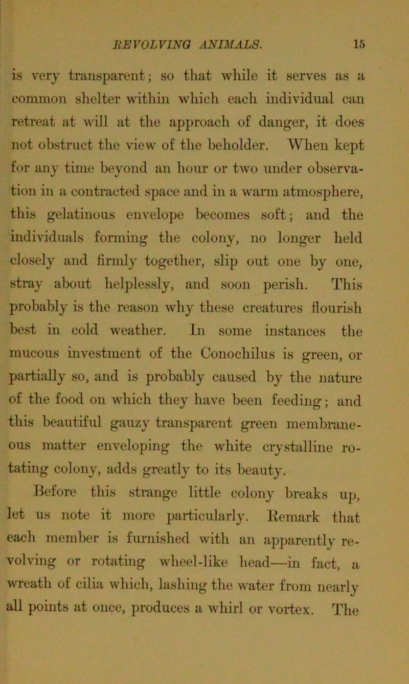 is very transparent; so that while it serves as a common shelter within which each individual can retreat at will at the approach of danger, it does not obstruct the view of the beholder. When kept for any time beyond an hour or two under observa- tion in a contracted space and in a warm atmosphere, this gelatinous envelope becomes soft; and the individuals forming the colony, no longer held closely and firmly together, slip out one by one, stray about helplessly, and soon perish. This probably is the reason why these creatures flourish best in cold weather. In some instances the mucous investment of the Conochilus is green, or partially so, and is probably caused by the nature of the food on which they have been feeding; and this beautiful gauzy transparent green membrane- ous matter enveloping the white crystalline ro- tating colony, adds greatly to its beauty. Before this strange little colony breaks up, let us note it more particularly. Remark that each member is furnished with an apparently re- volving or rotating wheel-like head—in fact, a wreath of cilia which, lashing the water from nearly all points at once, produces a whirl or vortex. The