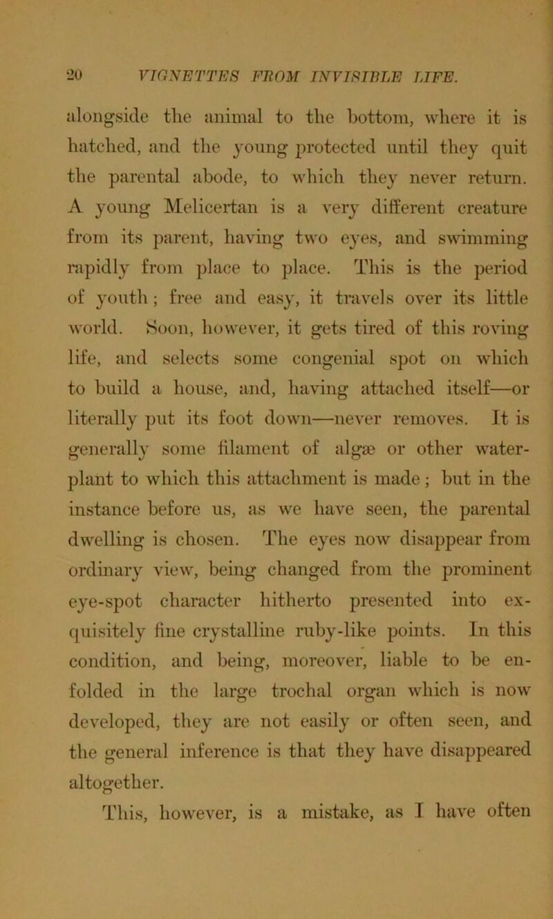 alongside the animal to the bottom, where it is hatched, and the young protected until they quit the parental abode, to which they never return. A young Melicertan is a very different creature from its parent, having two eyes, and swimming rapidly from place to place. This is the period of youth ; free and easy, it travels over its little world. Soon, however, it gets tired of this roving life, and selects some congenial spot on which to build a house, and, having attached itself—or literally put its foot down—never removes. It is generally some filament of algae or other water- plant to which this attachment is made; but in the instance before us, as we have seen, the parental dwelling is chosen. The eyes now disappear from ordinary view, being changed from the prominent eye-spot character hitherto presented into ex- quisitely fine crystalline ruby-like points. In this condition, and being, moreover, liable to be en- folded in the large trochal organ which is now developed, they are not easily or often seen, and the general inference is that they have disappeared altogether. This, however, is a mistake, as I have often