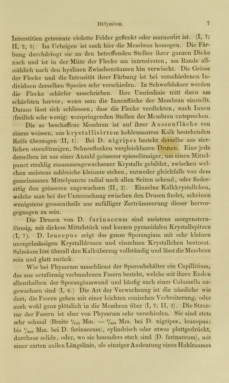 Didymiura. Interstitien getrennte violette Felder gefleckt oder marmorirt ist. (I, 7; II, 2, 3). Im IJebrigen ist auch hier die Membran homogen. Die Fär- bung durchdringt sie an den betreffenden Stellen ihrer ganzen Dicke nach und ist in der Mitte der Flecke am intensivsten, am Eancle all- mählich nach den hyalinen Zwischenräumen hin verwischt. Die Grösse der Flecke und die Intensität ihrer Färbung ist bei verschiedenen In- dividuen derselben Species sehr verschieden. In Schwefelsäure werden die Flecke schärfer umschrieben. Ihre Umrisslinie tritt dann am schärfsten hervor, wenn man die Innenfläche der Membran einstcllt. Daraus lässt sich scliliessen, dass die Flecke verdickten, nach Innen (freilich sehr wenig) vorspringenden Stellen der Membran entsprechen. Die so beschaffene Membran ist auf ihrer Aussenfläche von einem weissen, aus krystallisirtem kohlensaurem Kalk bestehenden Reife überzogen (II, 1). Bei D. nigripes besteht derselbe aus zier- lichen sternförmigen, Schneeflocken vergleichbaren Drusen. Eine jede derselben ist aus einer Anzahl grösserer spiessförmiger, um einen Mittel- punct strahlig zusammengewachsener Krystalle gebildet, zwischen wel- chen meistens zahlreiche kleinere stehen, entweder gleichfalls von dem gemeinsamen Mittelpuncte radial nach allen Seiten sehend, oder fieder- artig den grösseren angewachsen (II, 2). Einzelne Kalkkrystallchen, welche man bei der Untersuchung zwischen den Drusen findet, scheinen wenigstens grossentheils aus zufälliger Zertrümmerung dieser hervor- gegangen zu sein. Die Drusen von D. farinaceum sind meistens morgenstern- förmig, mit dickem Mittelstück und kurzen pyramidalen Krystallspitzen (I, 7). D. leucopus zeigt das ganze Sporangium mit sehr kleinen unregelmässigen Krystalldrusen und einzelnen Krystallchen bestreut. Salzsäure löst überall den Kalküberzug vollständig und lässt die Membran rein und glatt zurück. Wie bei Physarum uinschliesst der Sporenbehälter ein Capillitium, das aus netzförmig verbundenen Fasern besteht, welche mit ihren Enden allenthalben der Sporangiumwand und häufig auch einer Columella an- gewachsen sind (I, 6.) Die Art der Verwachsung ist die nämliche wie dort, die Fasern gehen mit einer leichten conischen Verbreiterung, oder auch wohl ganz plötzlich in die Membran über (I, 7; II, 3). Die Struc- tur der Fasern ist aber von Physarum sehr verschieden. Sie sind stets sehr schmal (Breite V785 Mm. — y490 Mm. bei D. nigripes, leucopus; bis ys80 Mm. bei D. farinaceum), cylindrisch oder etwas plattgedrückt, durchaus solide, oder, wo sie besonders stark sind (D. farinaceum), mit einer zarten axilen Längslinie, als einziger Andeutung eines Hohlraumes
