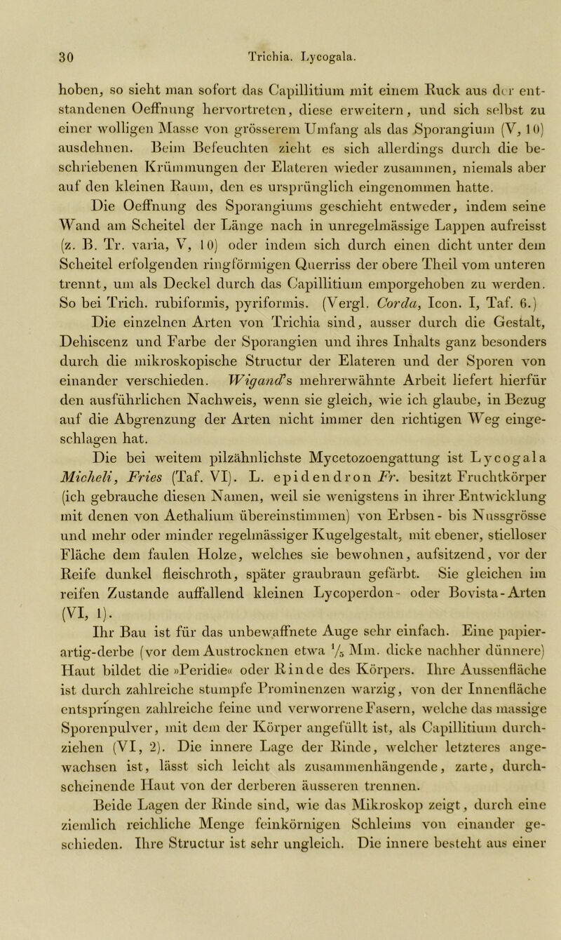 hoben, so sieht man sofort das Capillitium mit einem Ruck aus der ent- standenen Oeffnung hervortreten, diese erweitern, und sich selbst zu einer wolligen Masse von grösserem Umfang als das Sporangium (V, 1 0) ausdehnen. Beim Befeuchten zieht es sich allerdings durch die be- schriebenen Krümmungen der Elateren wieder zusammen, niemals aber auf den kleinen Raum, den es ursprünglich eingenommen hatte. Die Oeffnung des Sporangiums geschieht entweder, indem seine Wand am Scheitel der Länge nach in unregelmässige Lappen aufreisst (z. B. Tr. varia, V, 10) oder indem sich durch einen dicht unter dem Scheitel erfolgenden ringförmigen Querriss der obere Theil vom unteren trennt, um als Deckel durch das Capillitium emporgehoben zu werden. So bei Trich. rubiformis, pyrifonnis. (Vergl. Corda, Icon. I, Taf. 6.) Die einzelnen Arten von Trichia sind, ausser durch die Gestalt, Dehiscenz und Farbe der Sporangien und ihres Inhalts ganz besonders durch die mikroskopische Structur der Elateren und der Sporen von einander verschieden. Wigand’s mehrerwähnte Arbeit liefert hierfür den ausführlichen Nachweis, wenn sie gleich, wie ich glaube, in Bezug auf die Abgrenzung der Arten nicht immer den richtigen Weg einge- schlagen hat. Die bei weitem pilzähnlichste Mycetozoengattung ist Lycogala Miclieli, Fries (Taf. VI). L. epi d en cl r on Fr. besitzt Fruchtkörper (ich gebrauche diesen Namen, weil sie wenigstens in ihrer Entwicklung mit denen von Aethalium übereinstimmen) von Erbsen - bis Nussgrösse und mehr oder minder regelmässiger Kugelgestalt, mit ebener, stielloser Fläche dem faulen Holze, welches sie bewohnen, aufsitzend, vor der Reife dunkel fleischroth, später graubraun gefärbt. Sie gleichen im reifen Zustande auffallend kleinen Lycoperdon- oder Bovista-Arten (VI, 1). Ihr Bau ist für das unbewaffnete Auge sehr einfach. Eine papier- artig-derbe (vor dem Austrocknen etwa % Mm. dicke nachher dünnere) Haut bildet die »Peridie« oder Rinde des Körpers. Ihre Aussenfläche ist durch zahlreiche stumpfe Prominenzen warzig, von der Innenfläche entspringen zahlreiche feine und verworrene Fasern, welche das massige Sporenpulver, mit dem der Körper angefüllt ist, als Capillitium durch- ziehen (VI, 2). Die innere Lage der Rinde, welcher letzteres ange- wachsen ist, lässt sich leicht als zusammenhängende, zarte, durch- scheinende Haut von der derberen äusseren trennen. Beide Lagen der Rinde sind, wie das Mikroskop zeigt, durch eine ziemlich reichliche Menge feinkörnigen Schleims von einander ge- schieden. Ihre Structur ist sehr ungleich. Die innere besteht aus einer